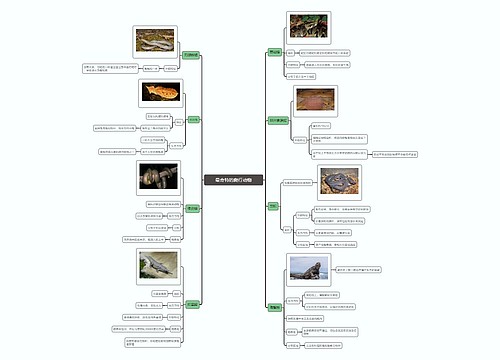 最奇特的爬行动物思维导图