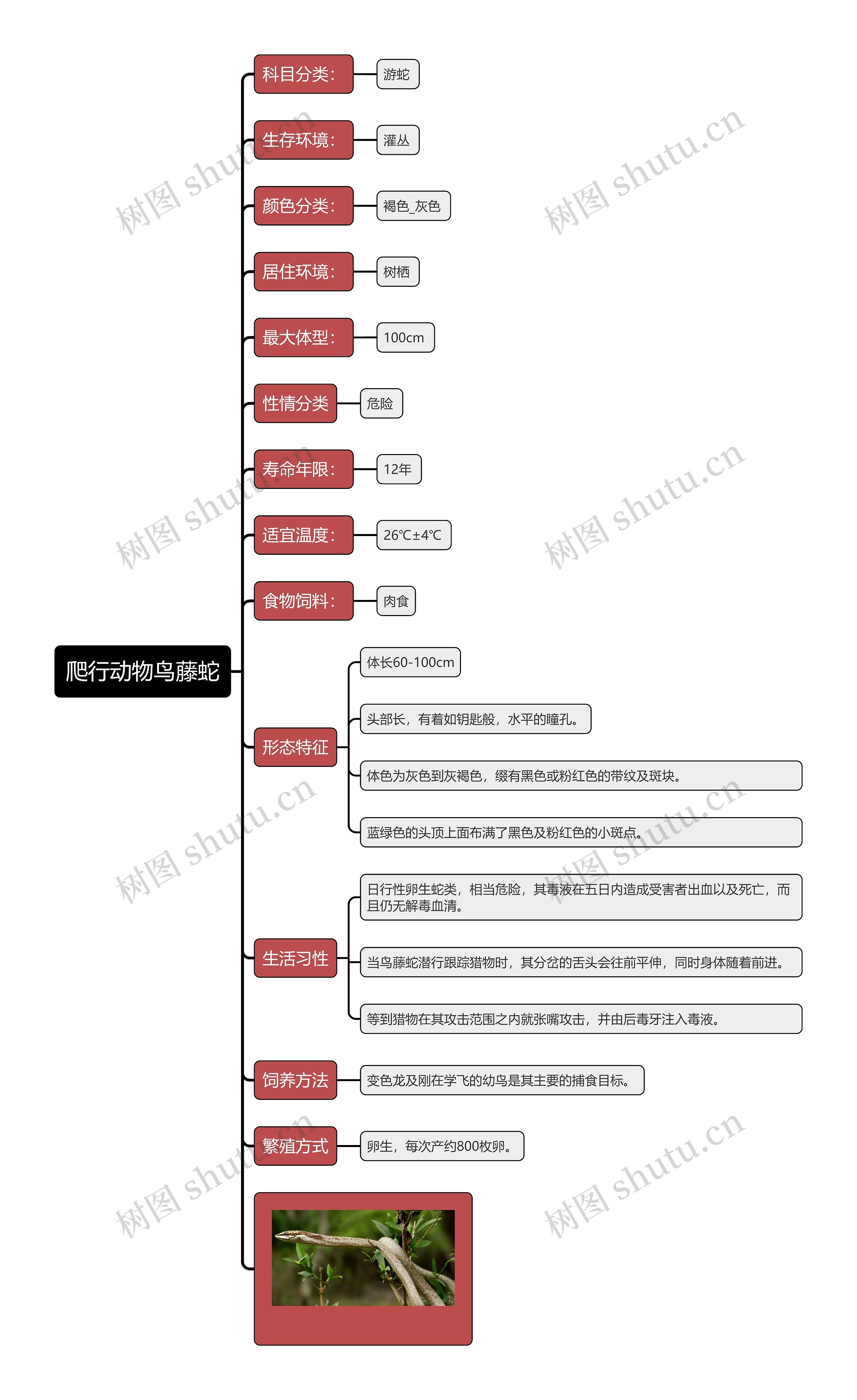 爬行动物鸟藤蛇思维导图