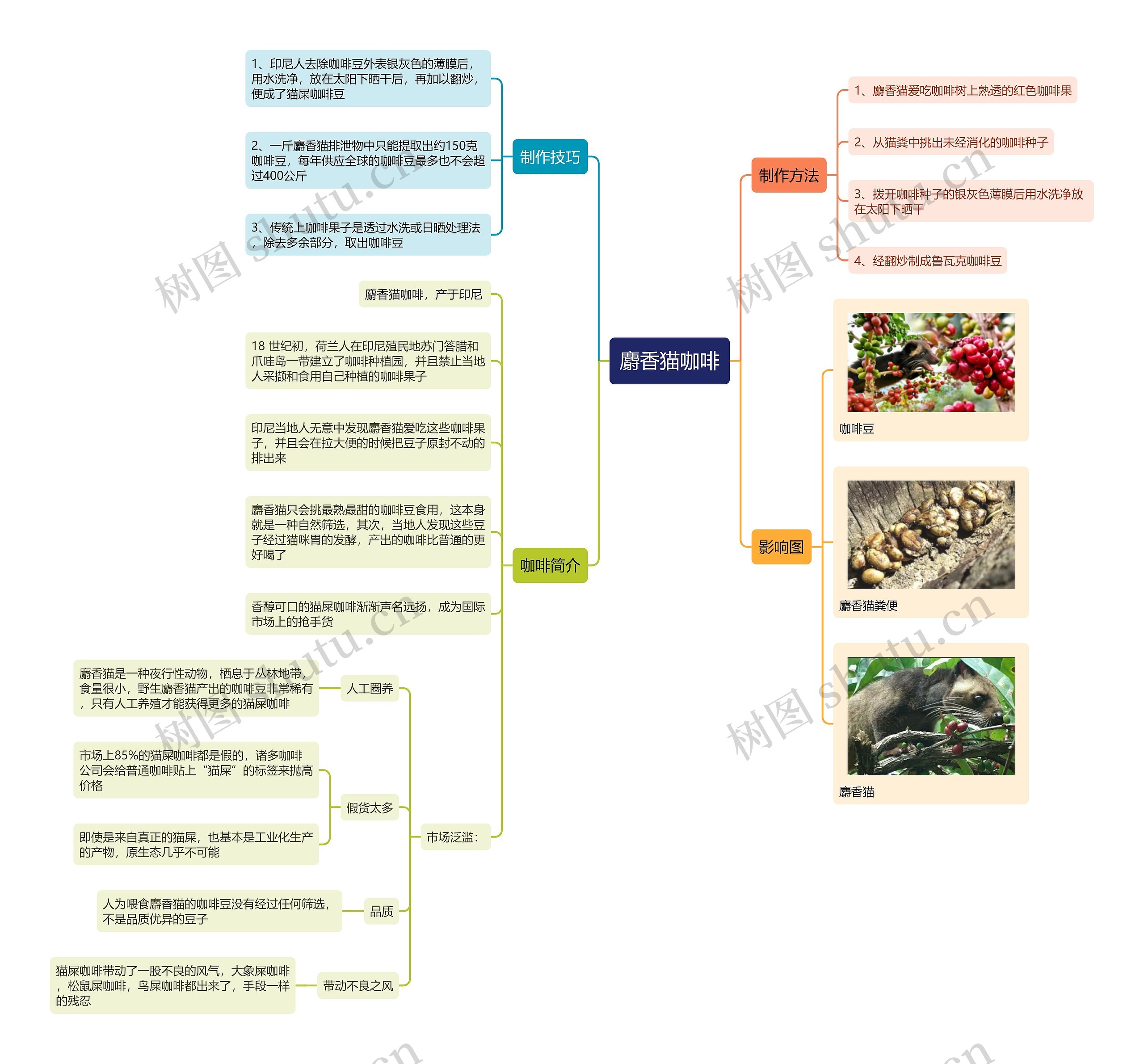 麝香猫咖啡思维导图