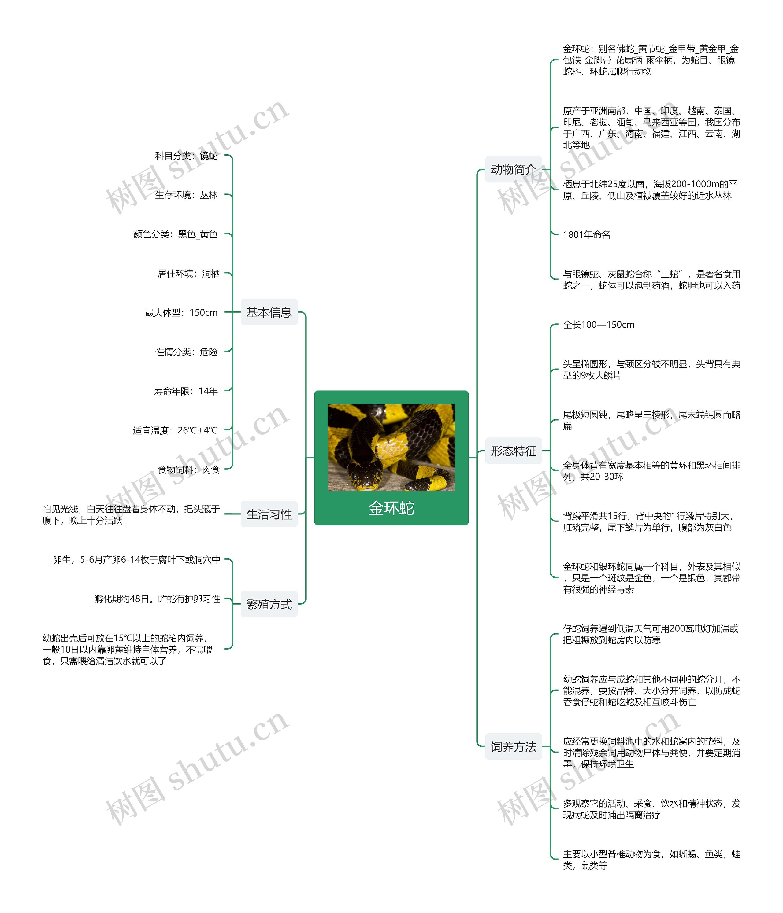 金环蛇思维导图