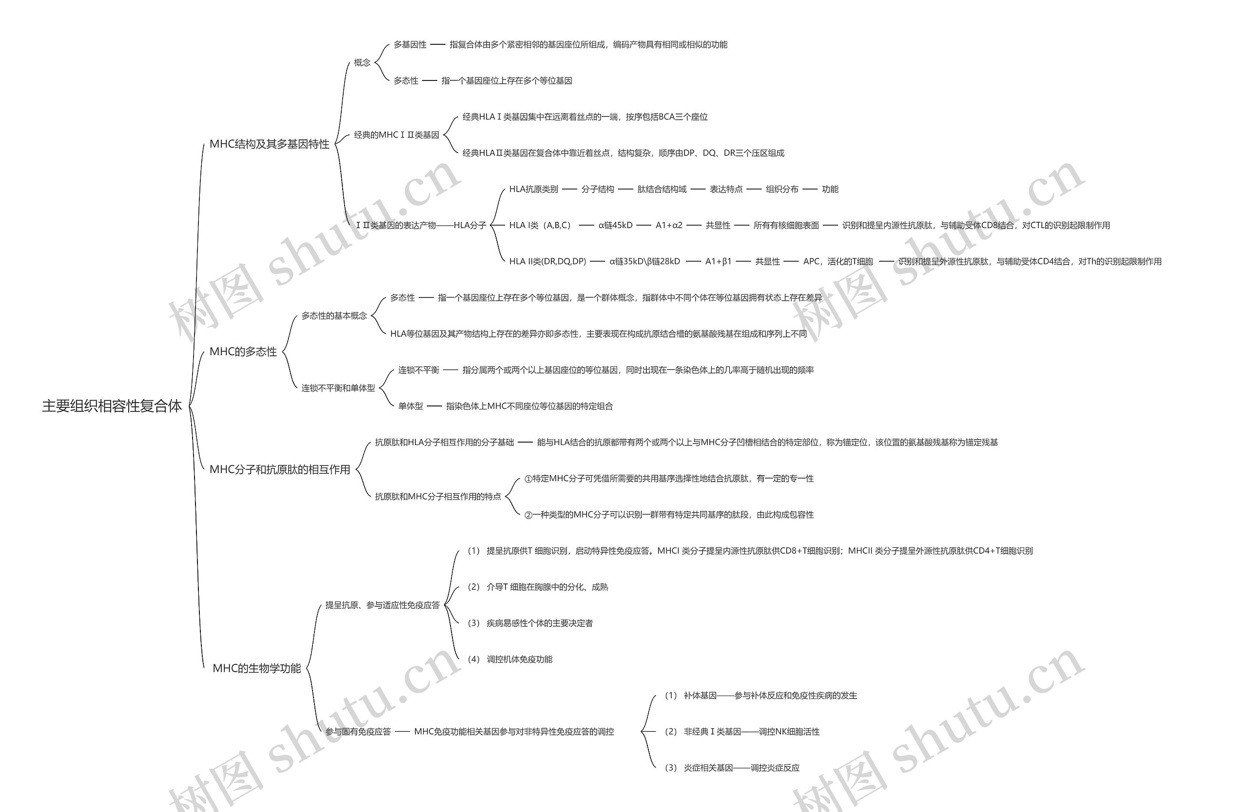 主要组织相容性复合体思维导图