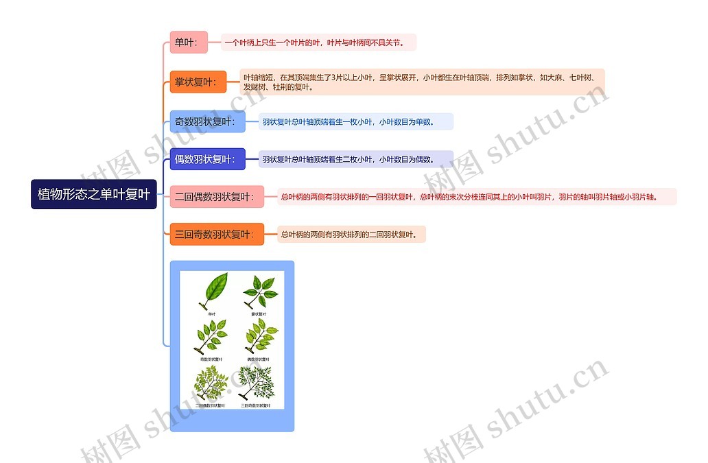 植物形态之单叶复叶思维导图_编号t3158980-TreeMind树图