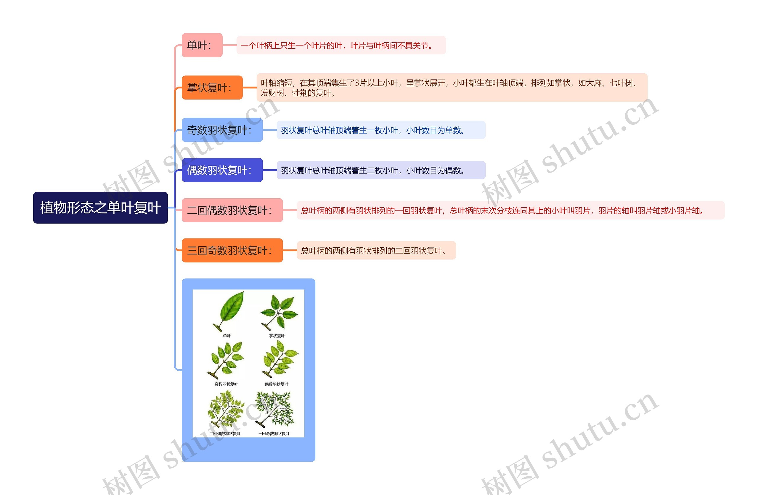 植物形态之单叶复叶思维导图