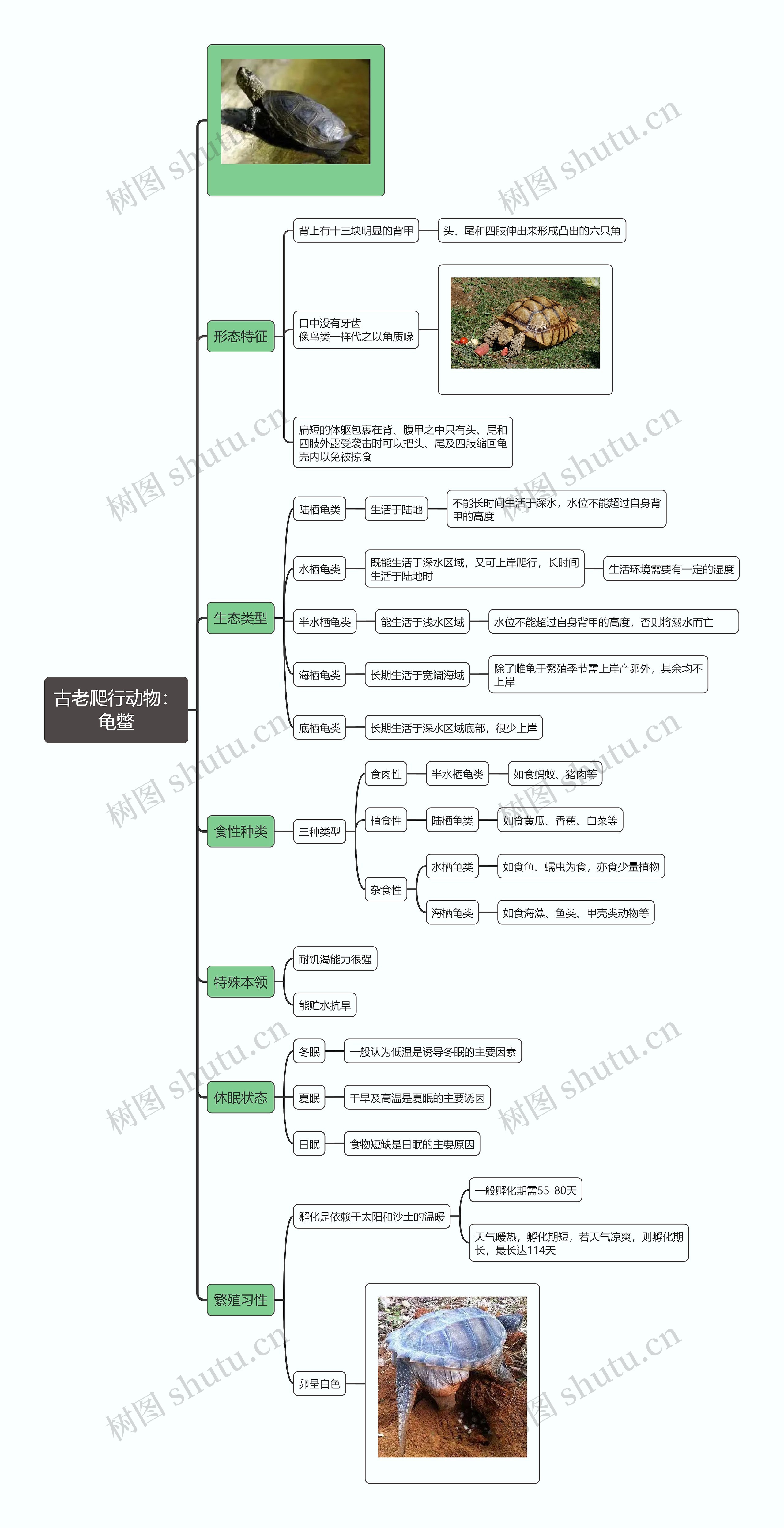 古老爬行动物：
龟鳖思维导图