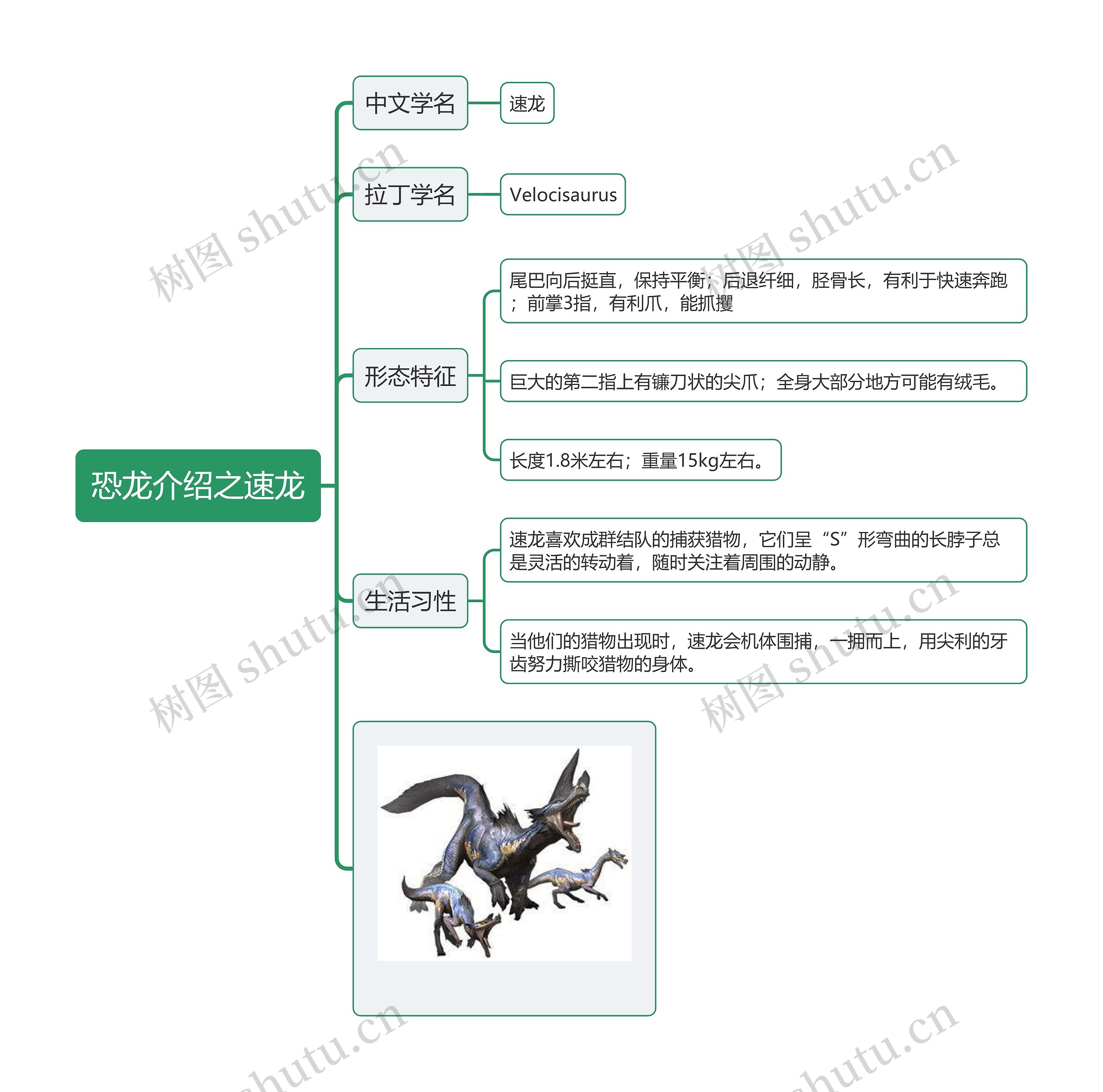 恐龙介绍之速龙思维导图