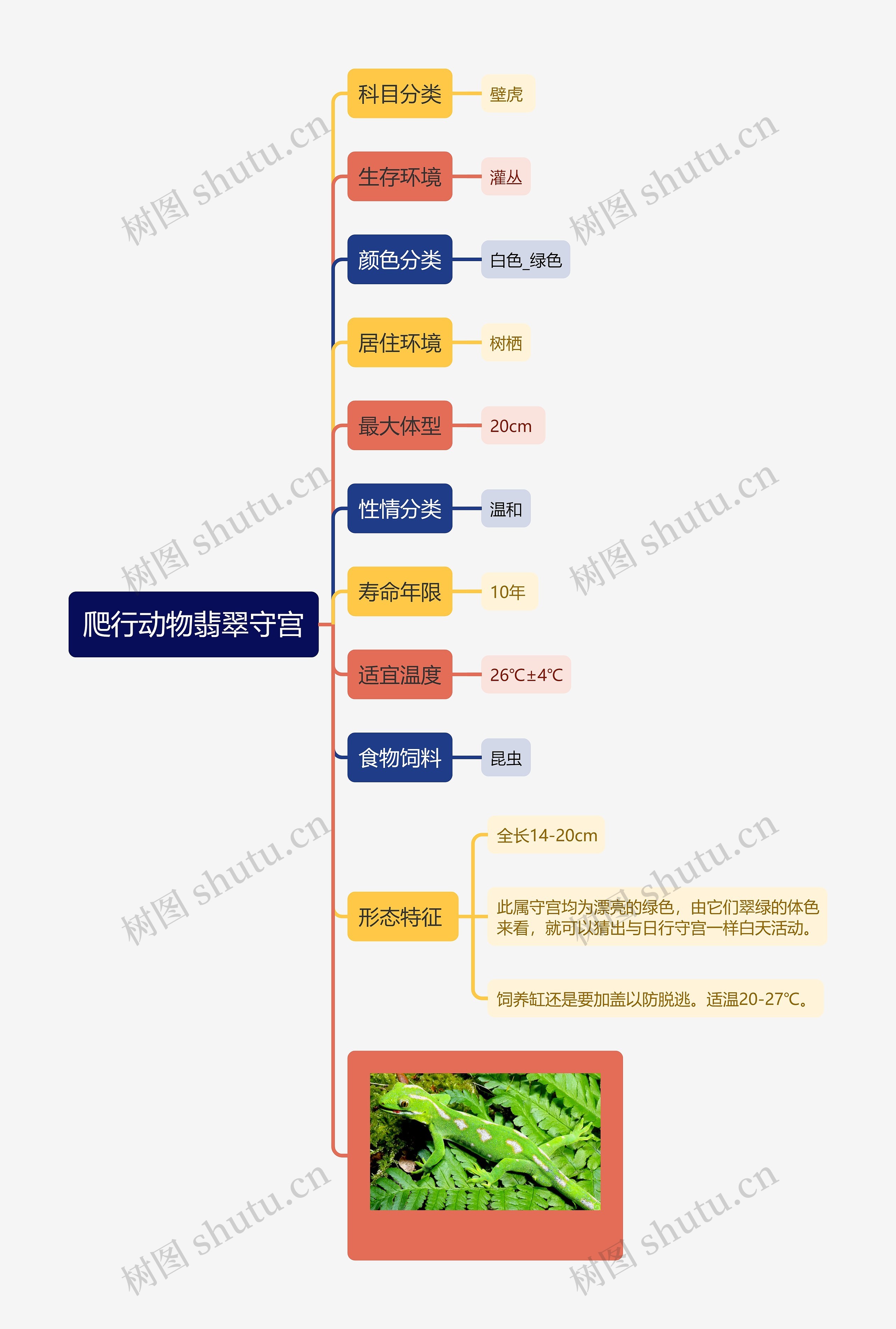 爬行动物翡翠守宫