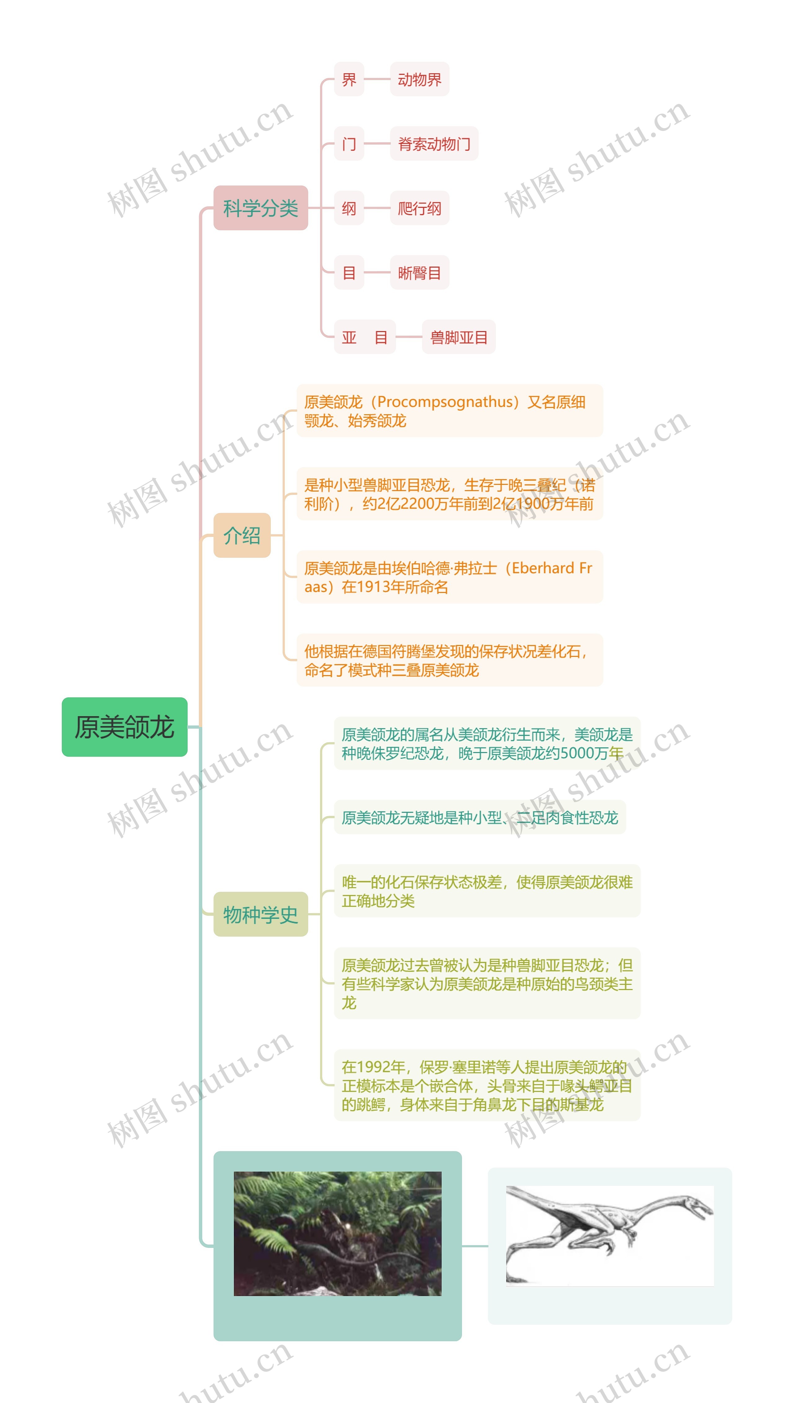 原美颌龙思维导图