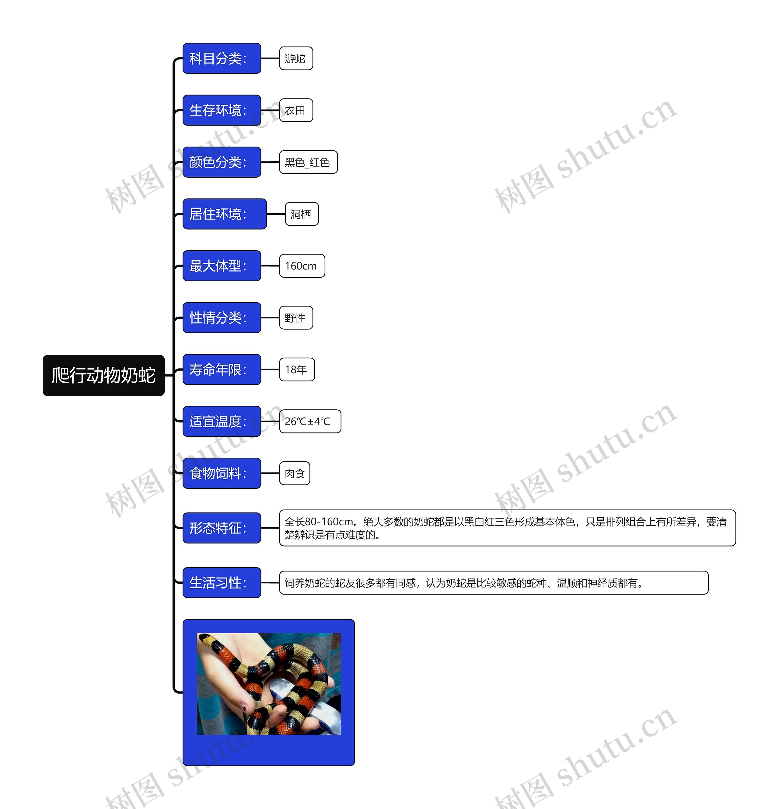 爬行动物奶蛇思维导图