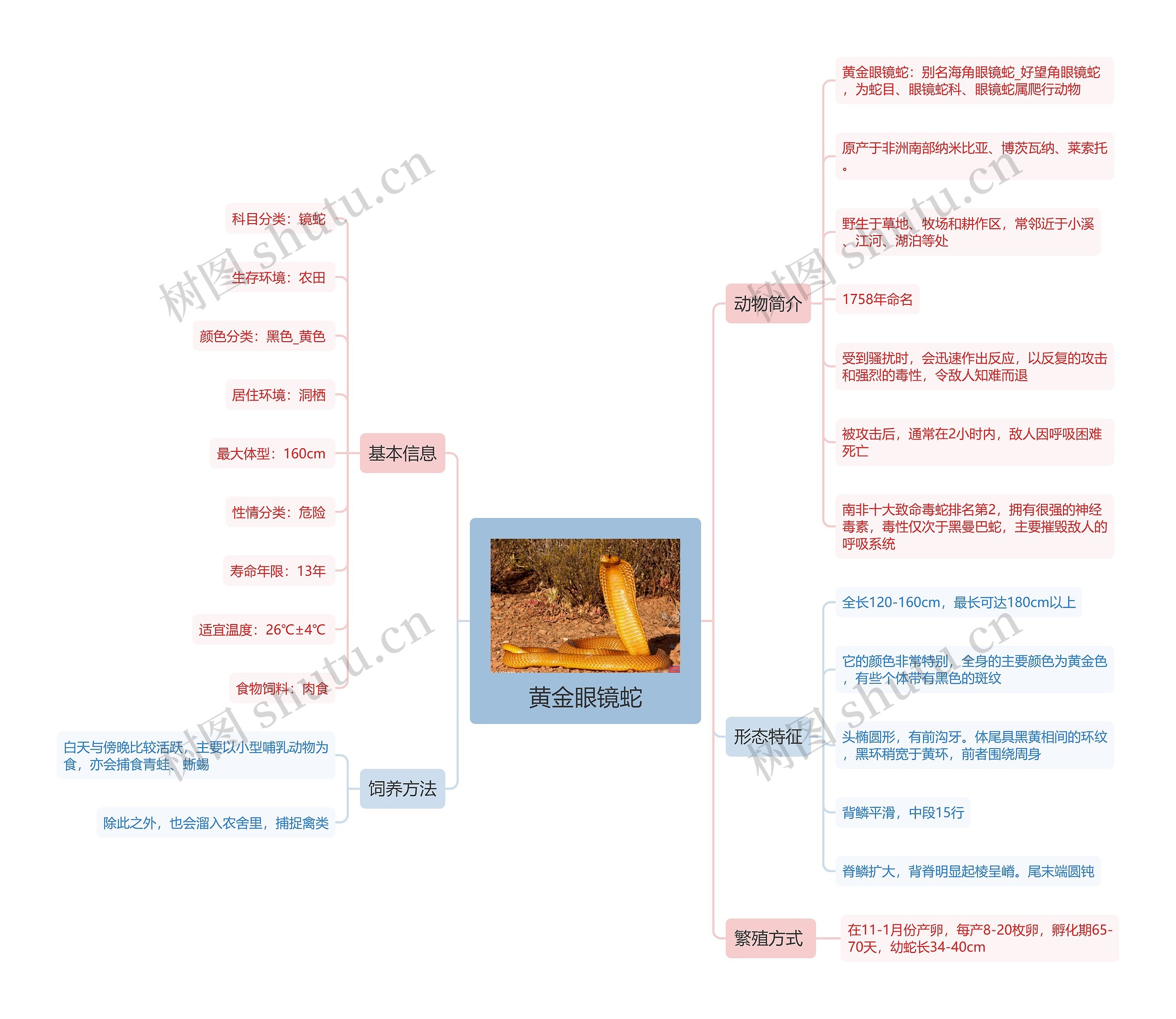 黄金眼镜蛇思维导图