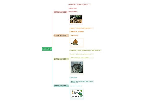 爬行动物分类