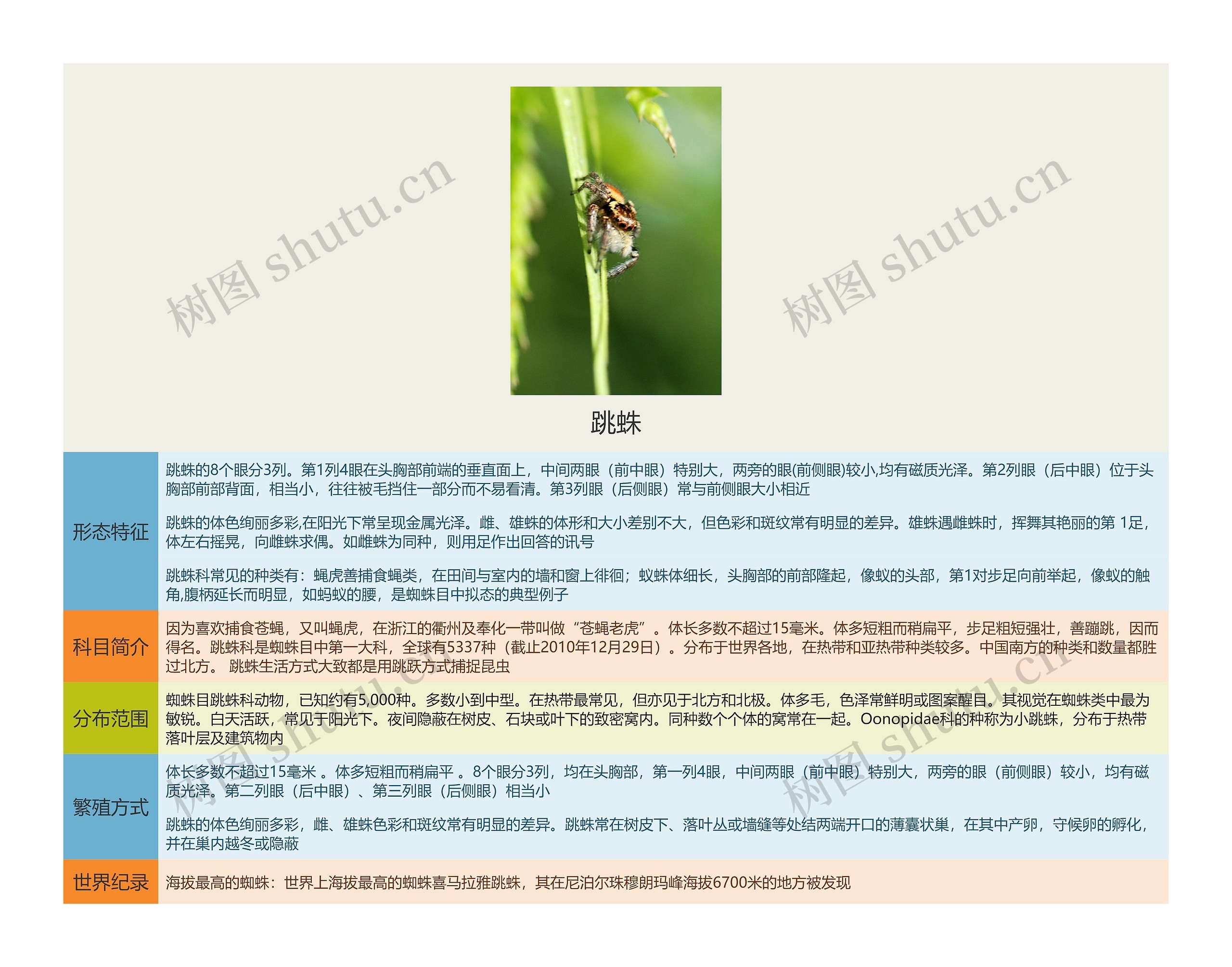 跳蛛思维导图