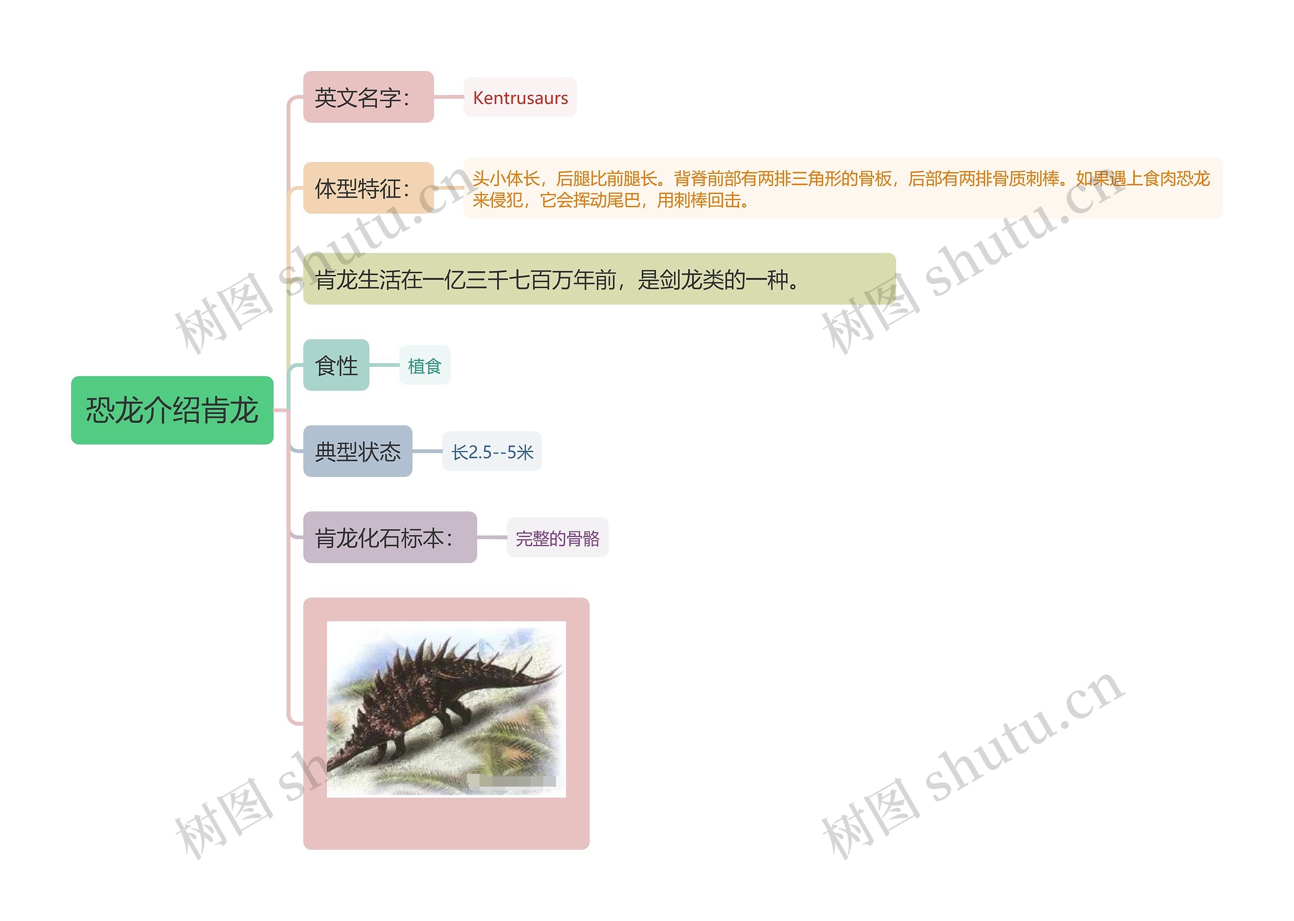 恐龙介绍肯龙思维导图