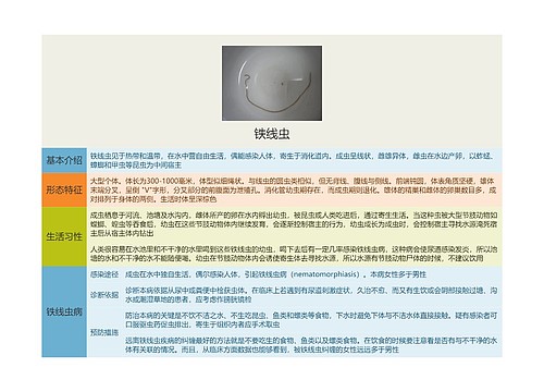 铁线虫思维导图