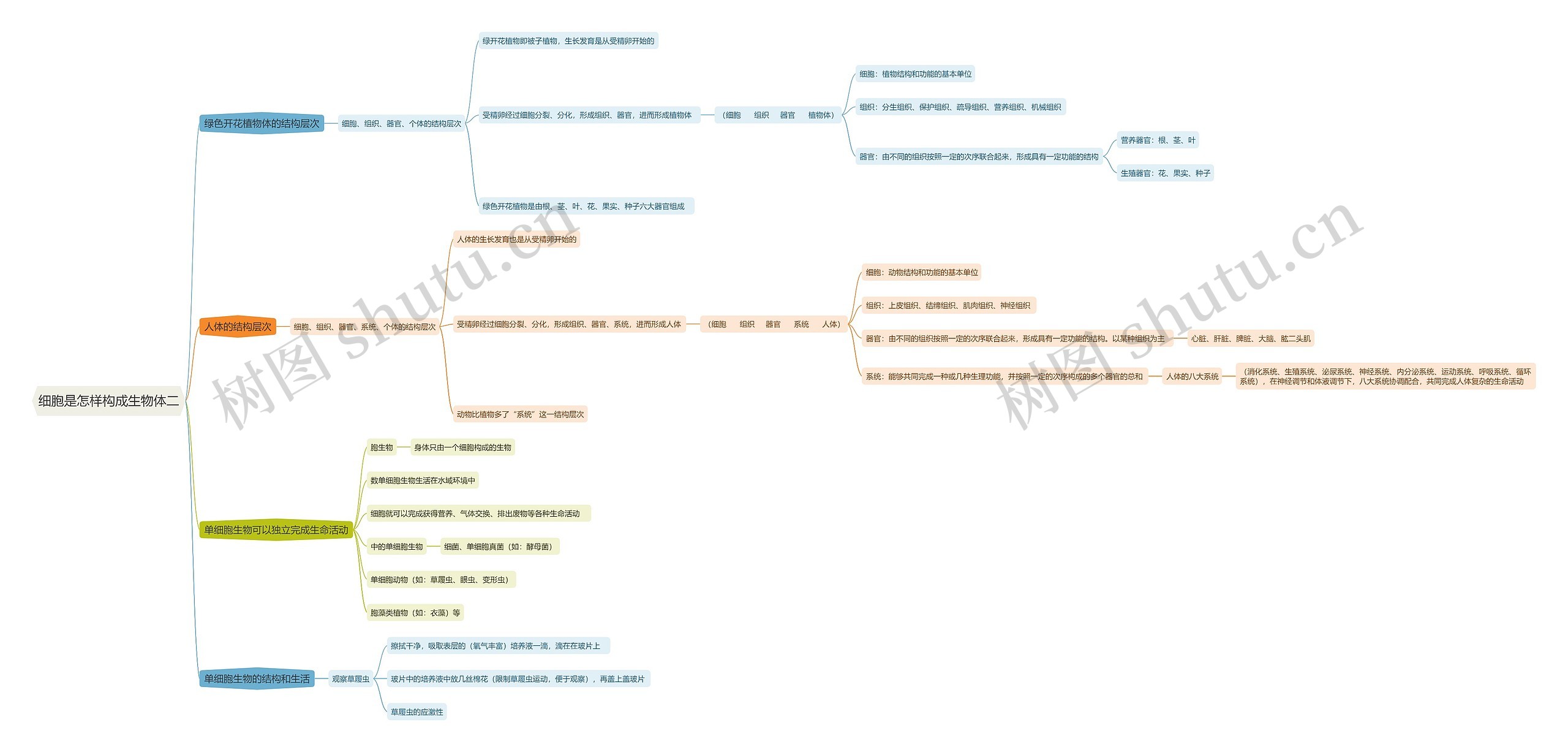 细胞是怎样构成生物体二思维导图