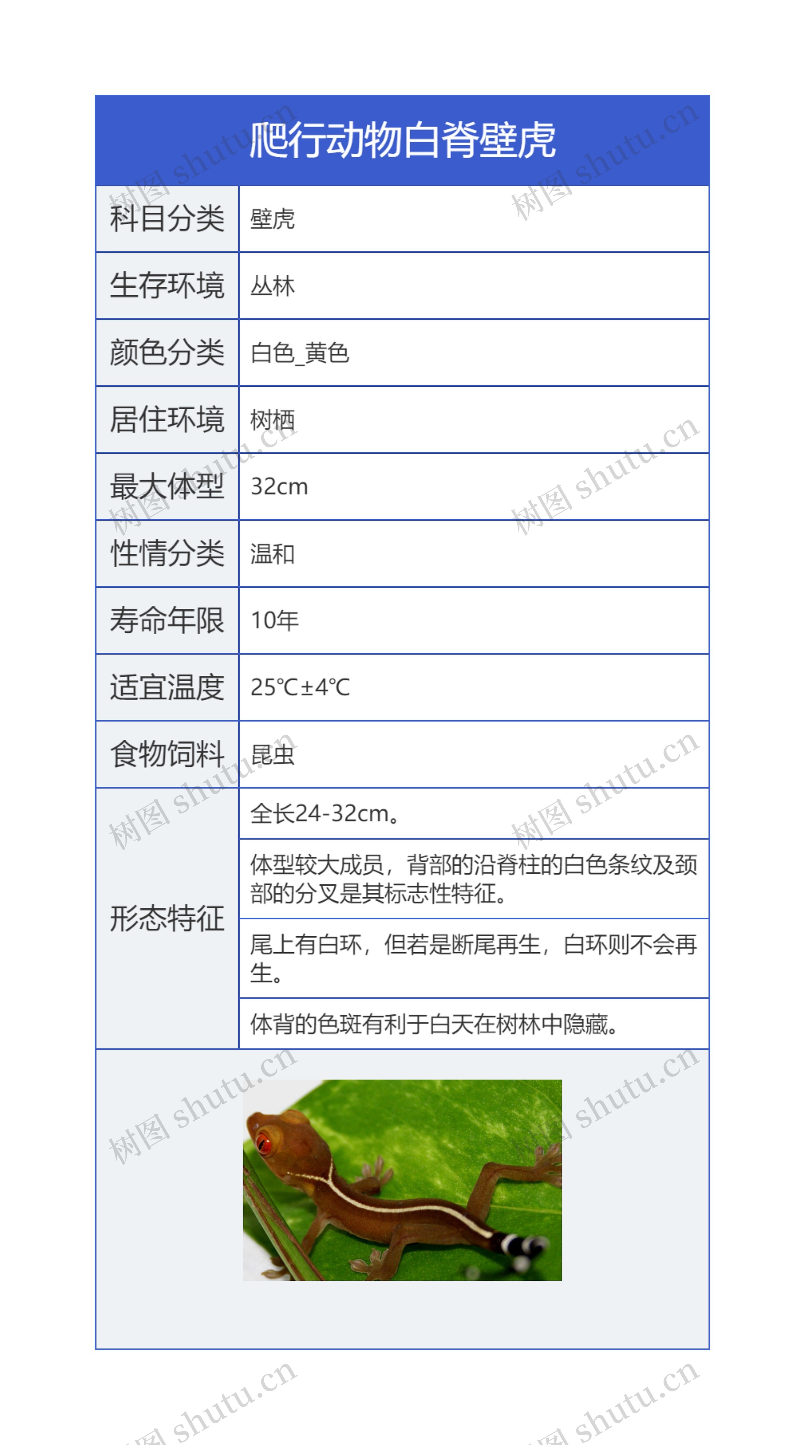 爬行动物白脊壁虎