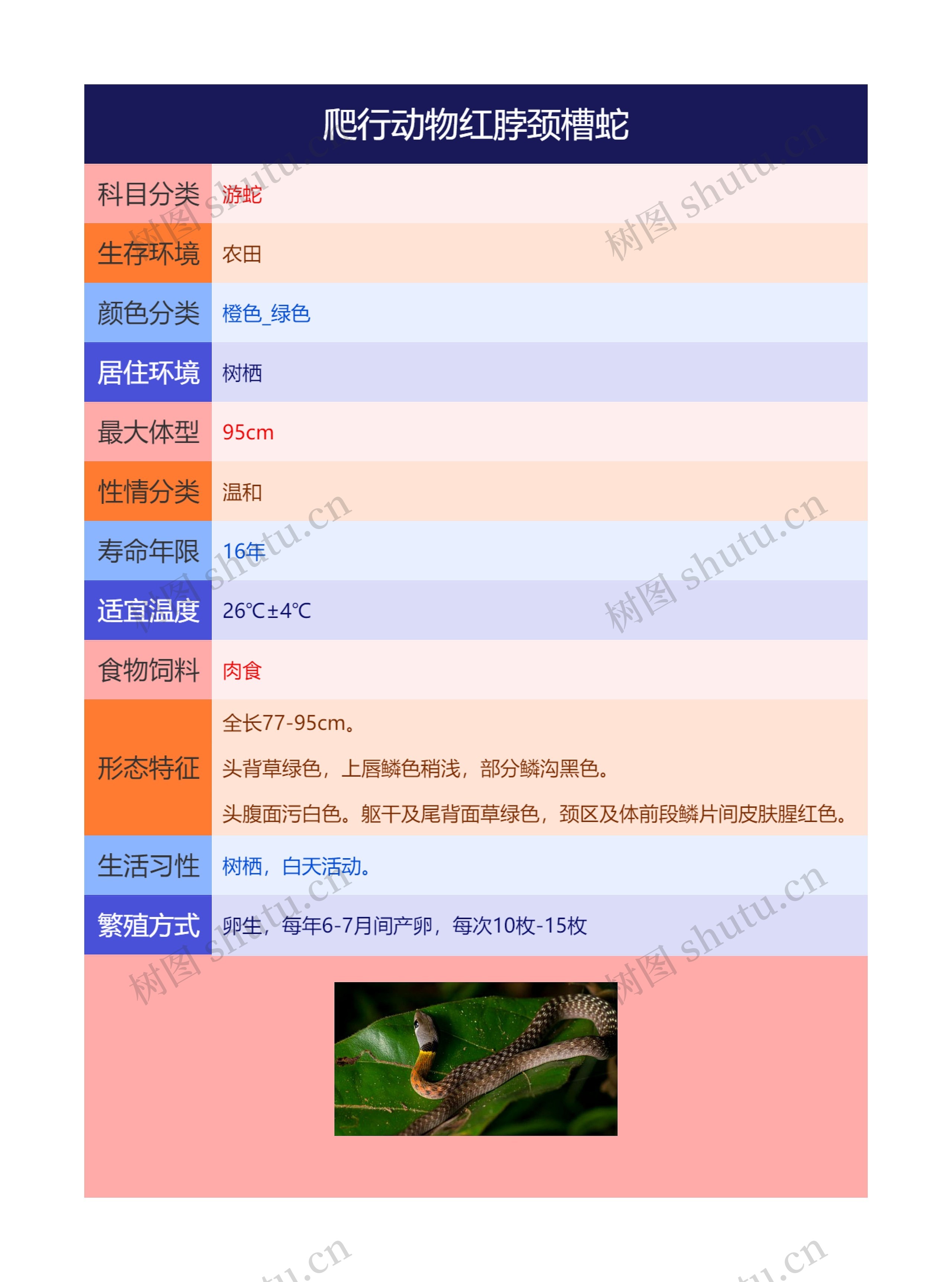 爬行动物红脖颈槽蛇