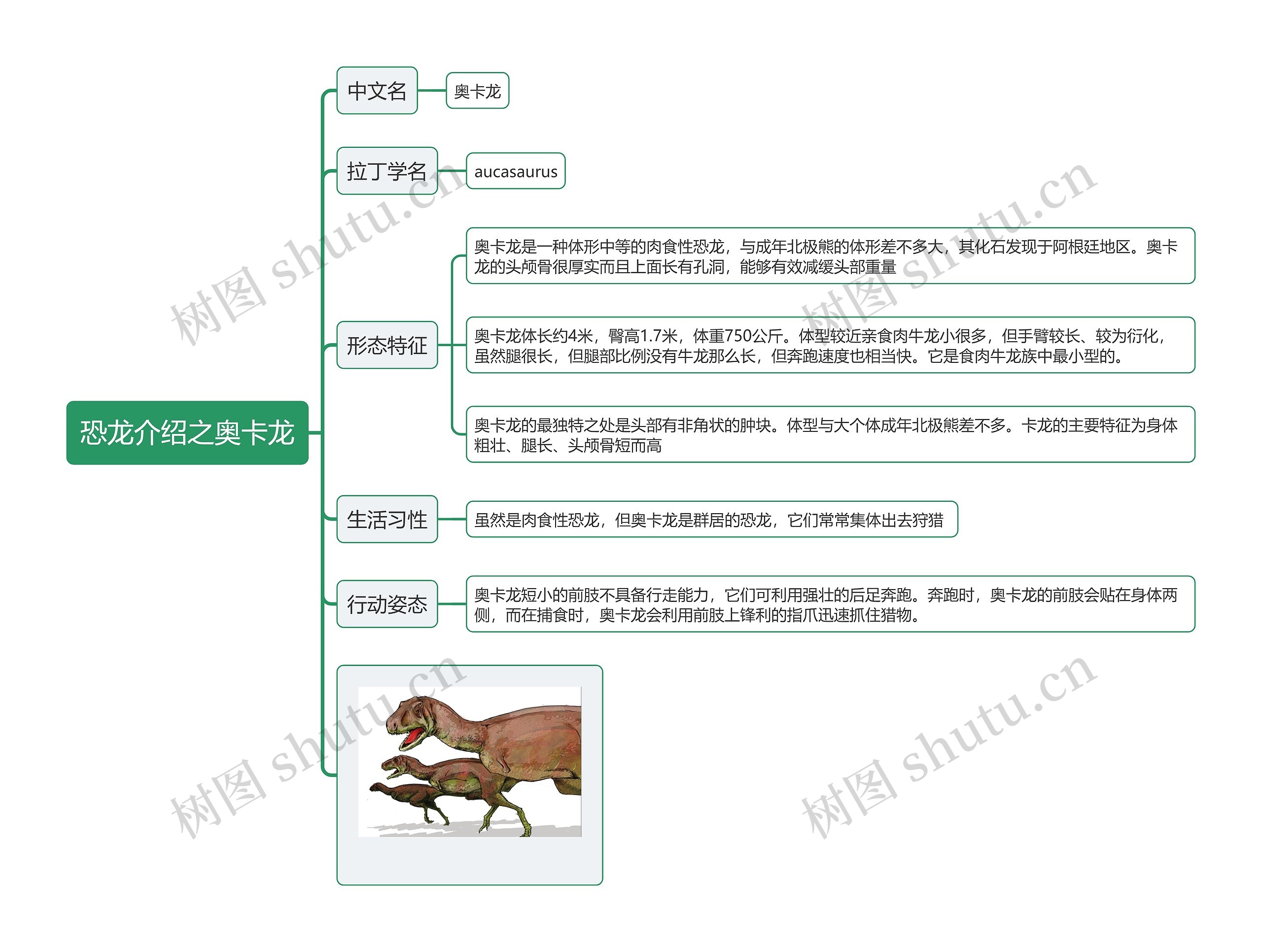 恐龙介绍之奥卡龙思维导图