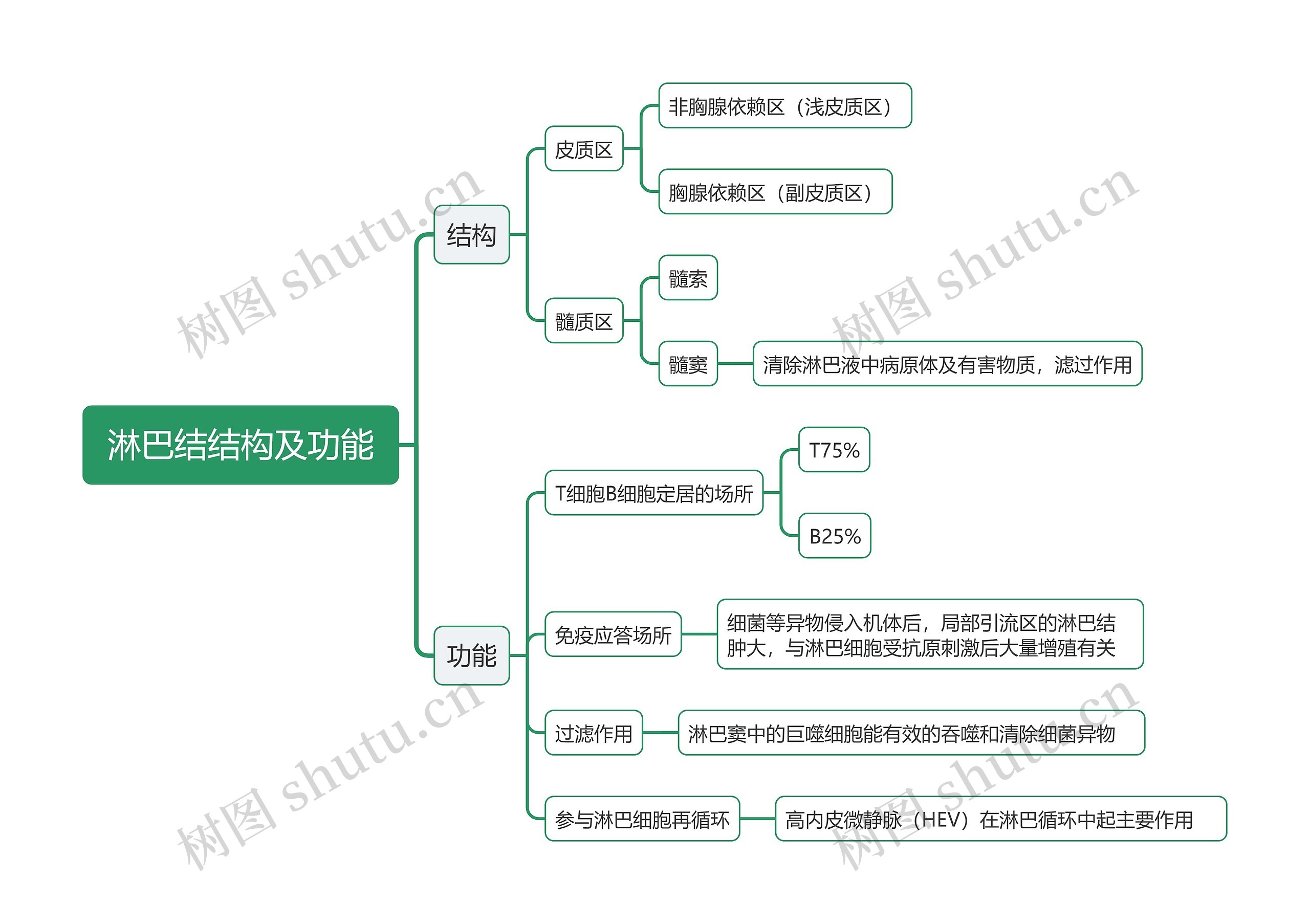 淋巴结结构及功能思维导图