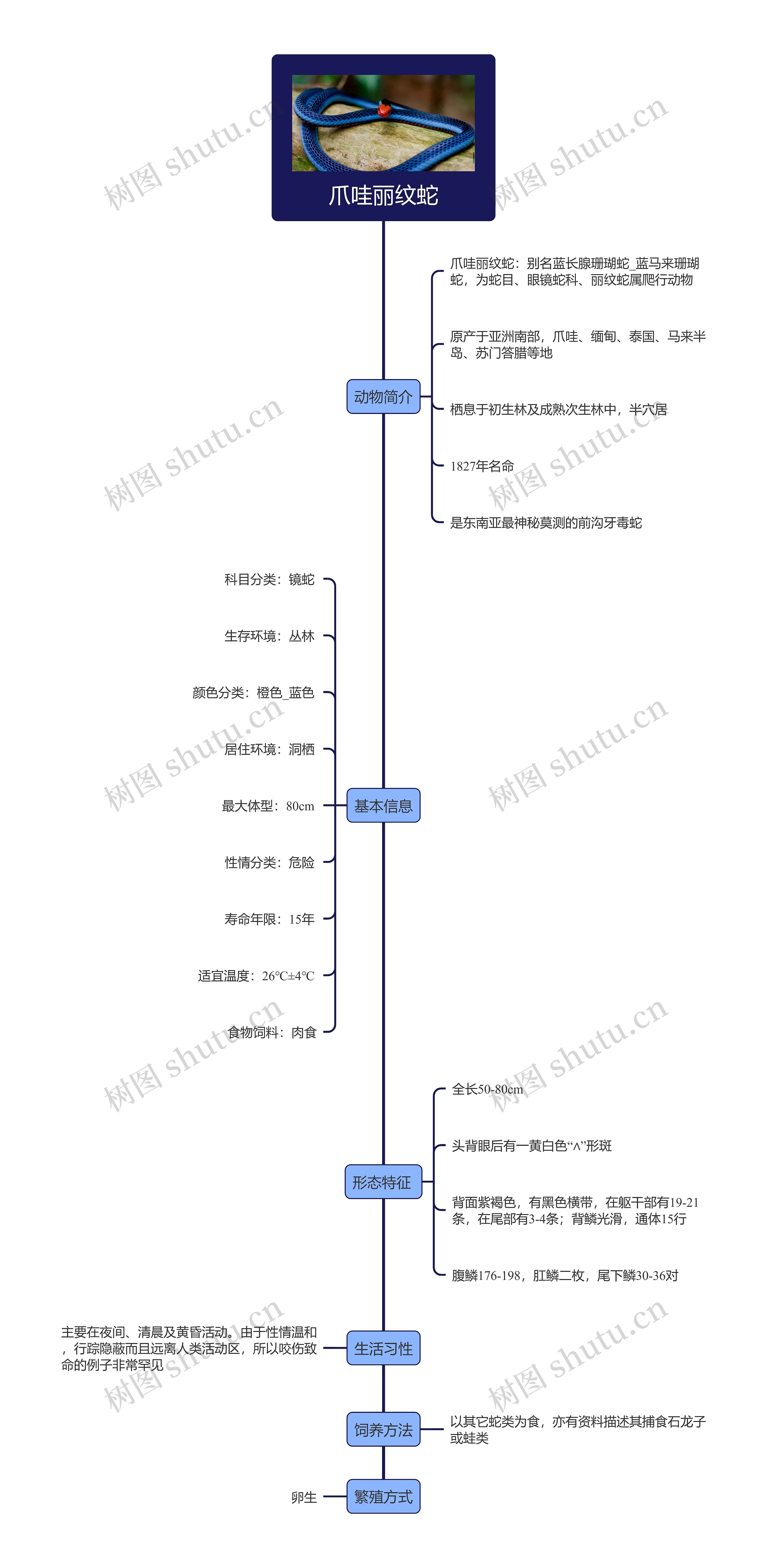 爪哇丽纹蛇思维导图