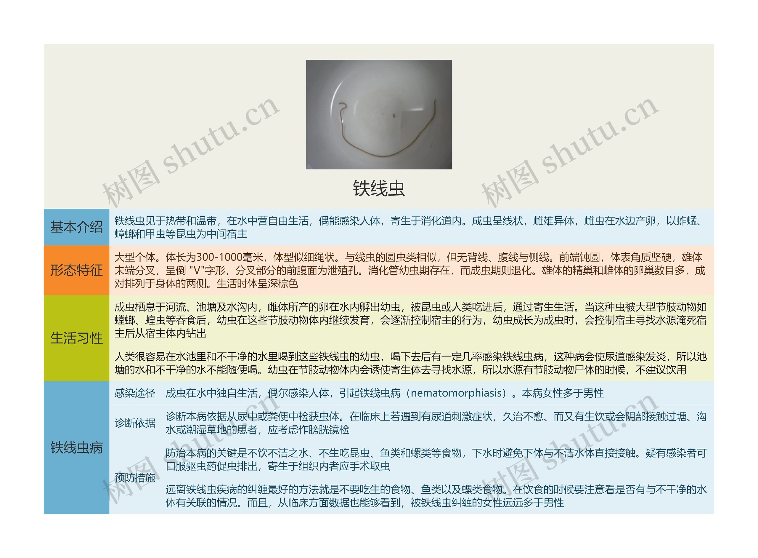 铁线虫思维导图
