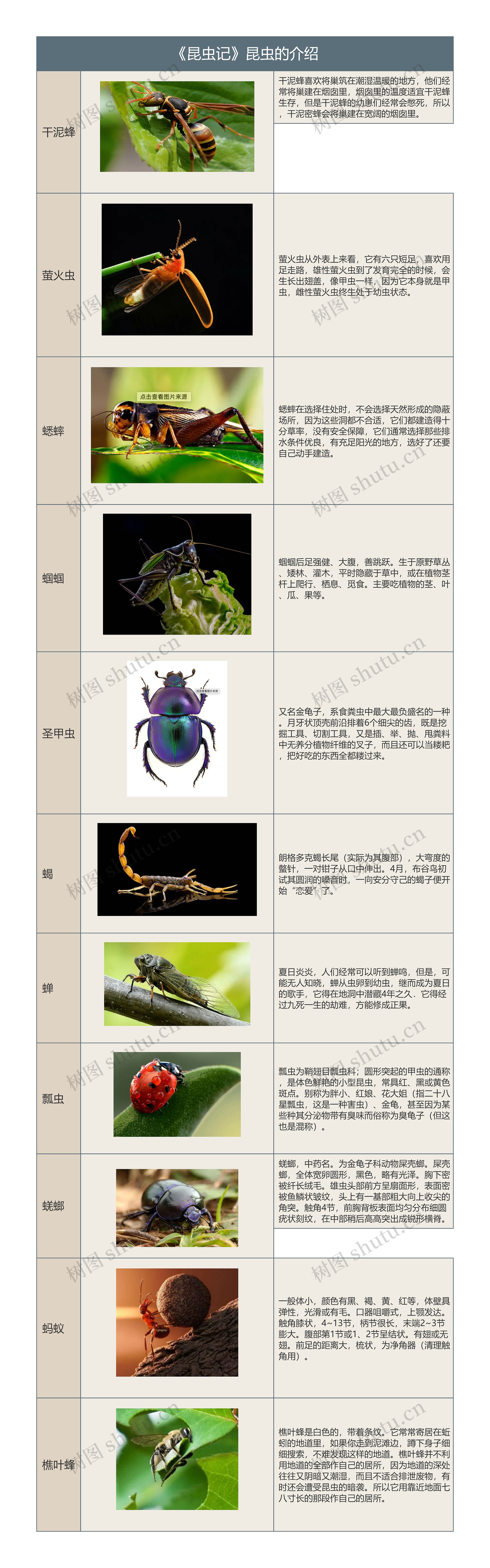 《昆虫记》中昆虫的介绍树形表格思维导图