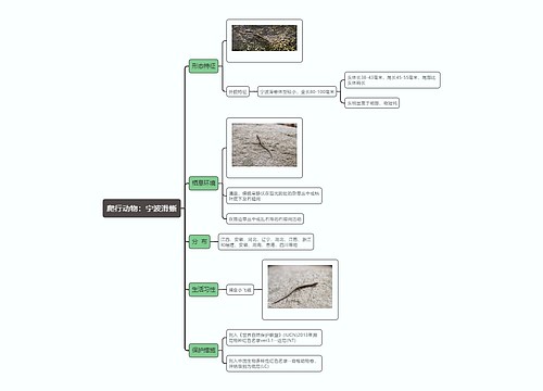 爬行动物：宁波滑蜥