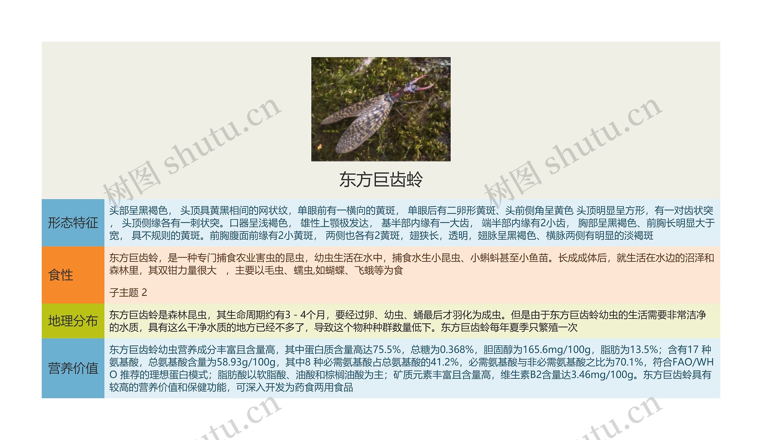 东方巨齿蛉思维导图高清图 东方巨齿蛉思维导图