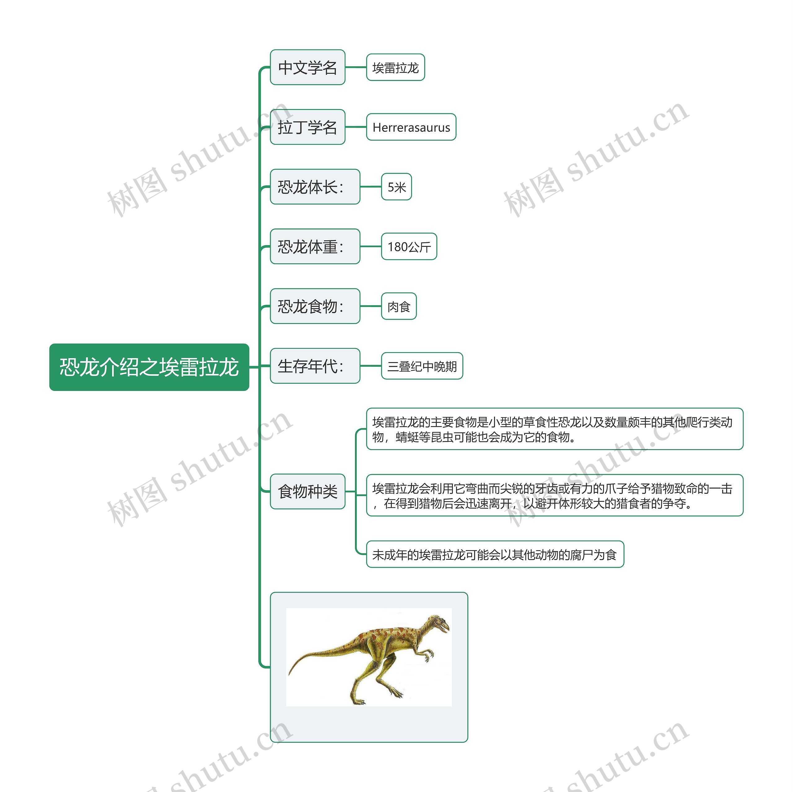 恐龙介绍之埃雷拉龙思维导图