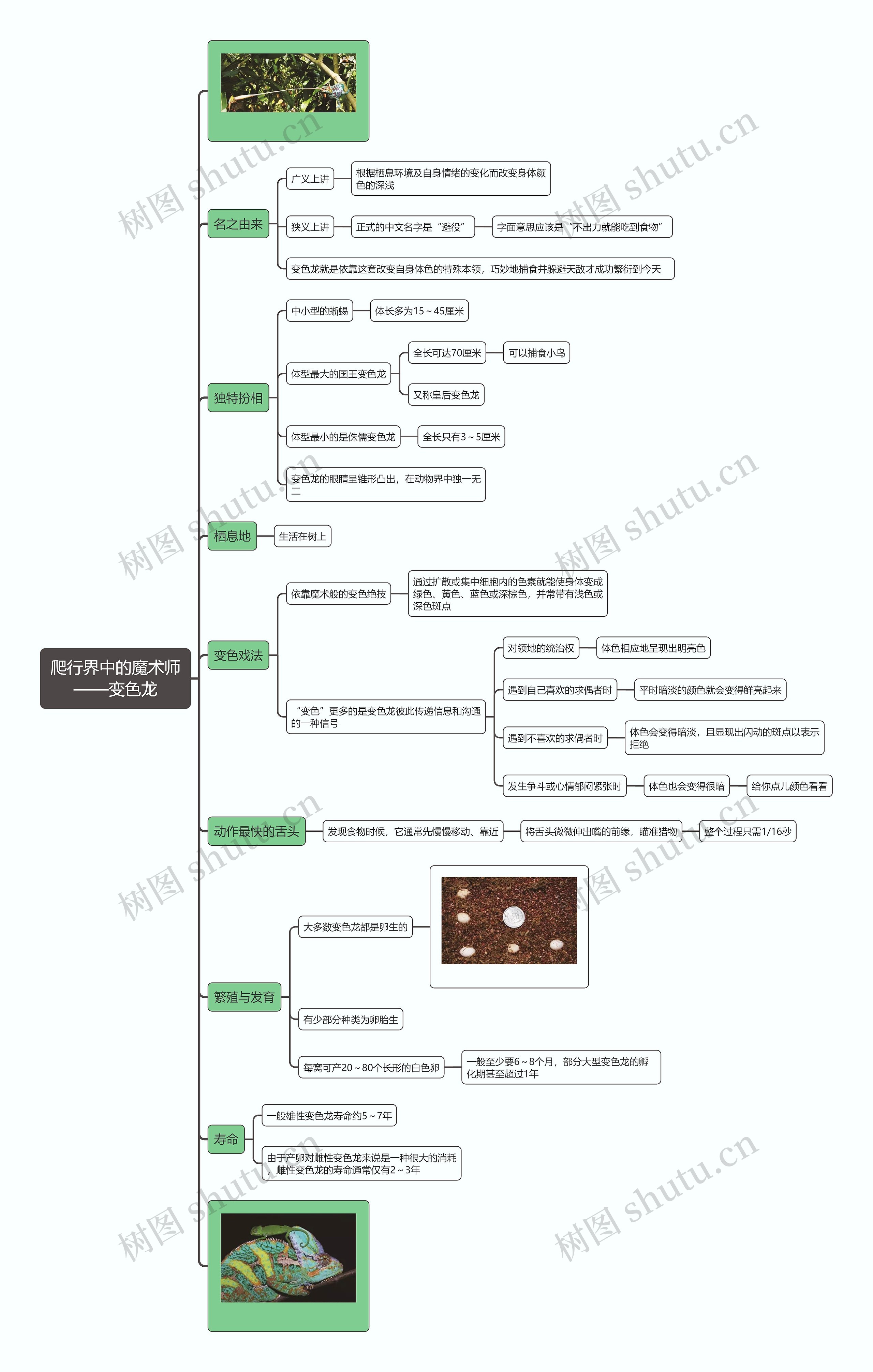 爬行界中的魔术师：变色龙思维导图
