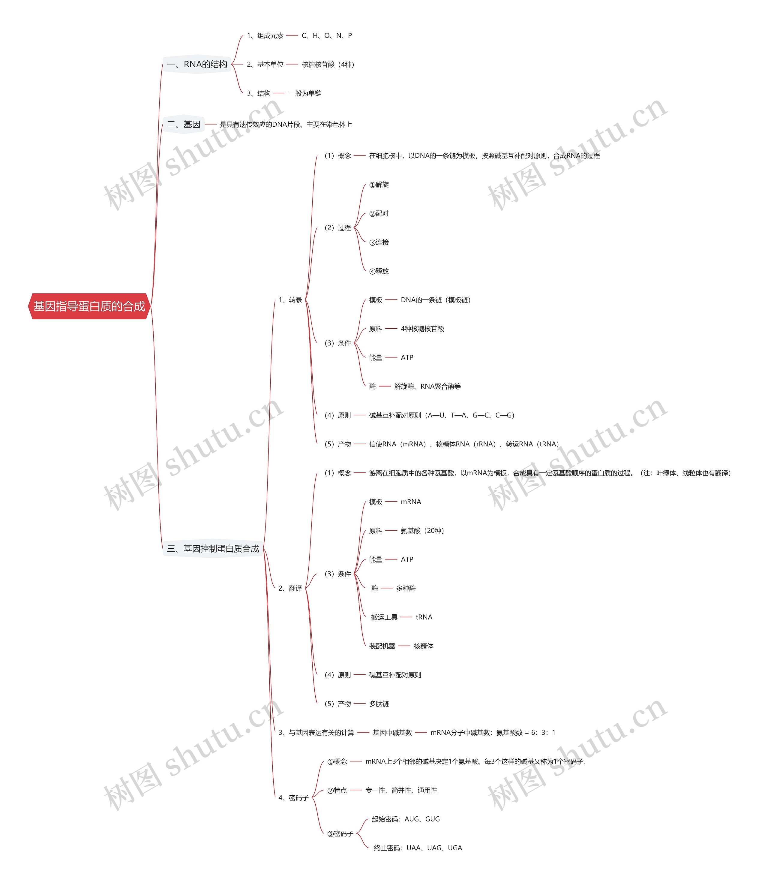 基因指导蛋白质的合成思维导图
