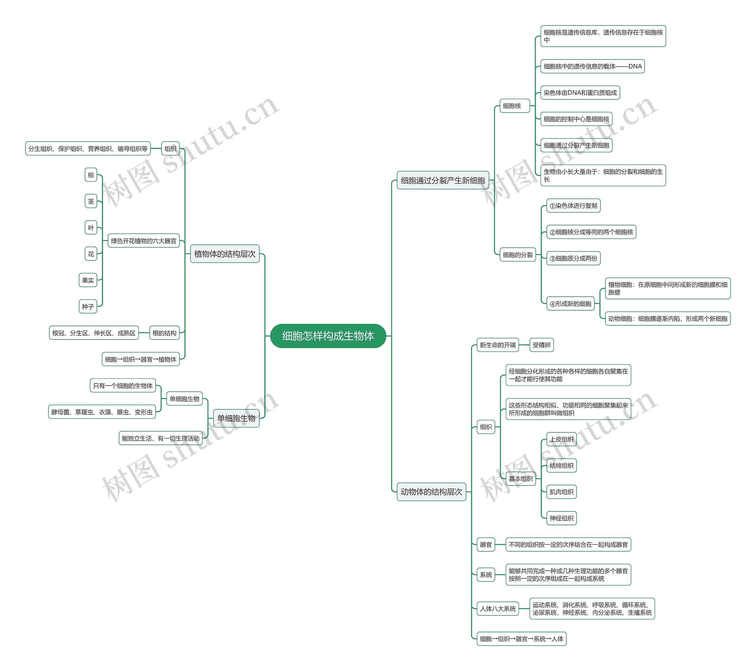 七年级生物上册细胞怎样构成生物体思维导图