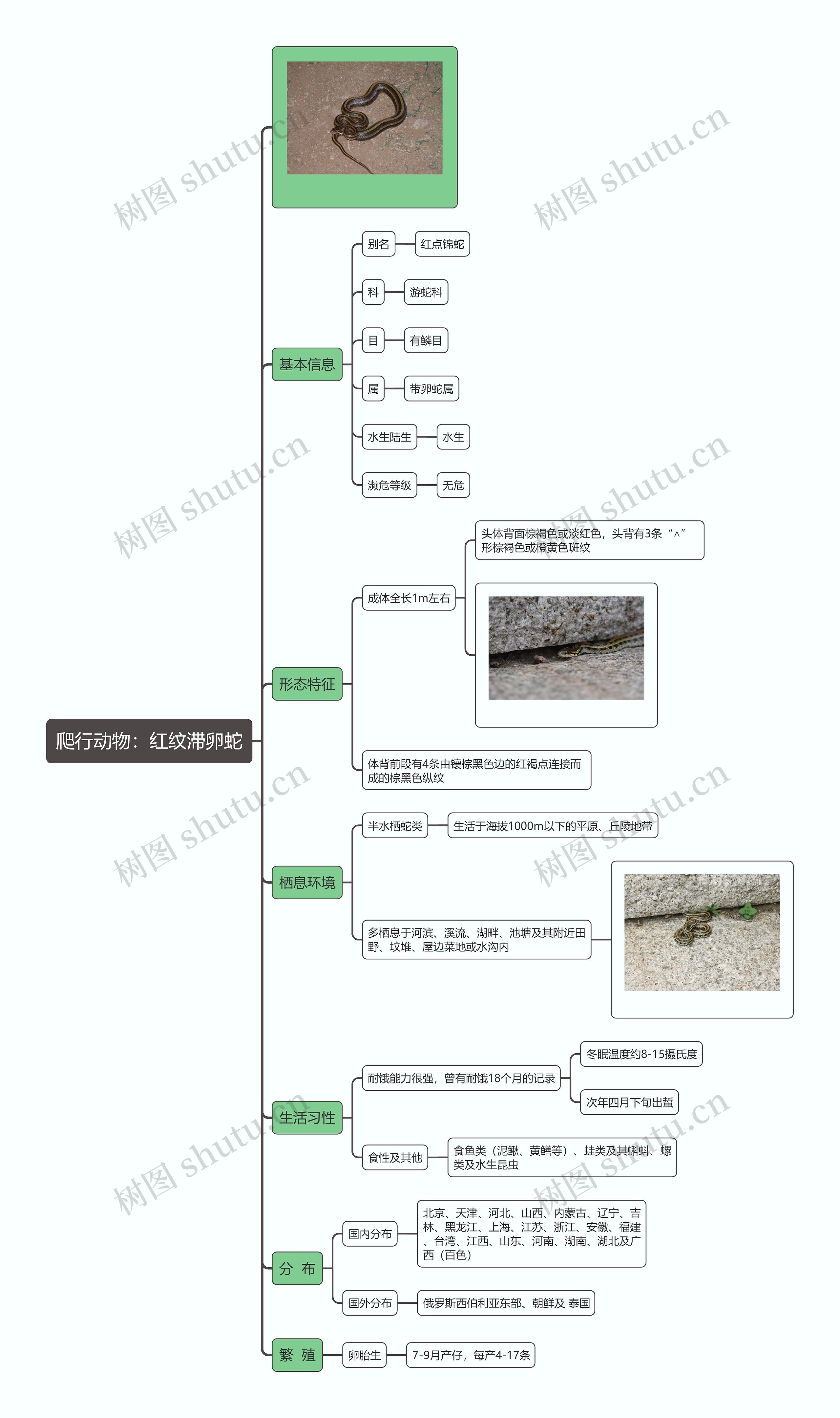 爬行动物：红纹滞卵蛇思维导图