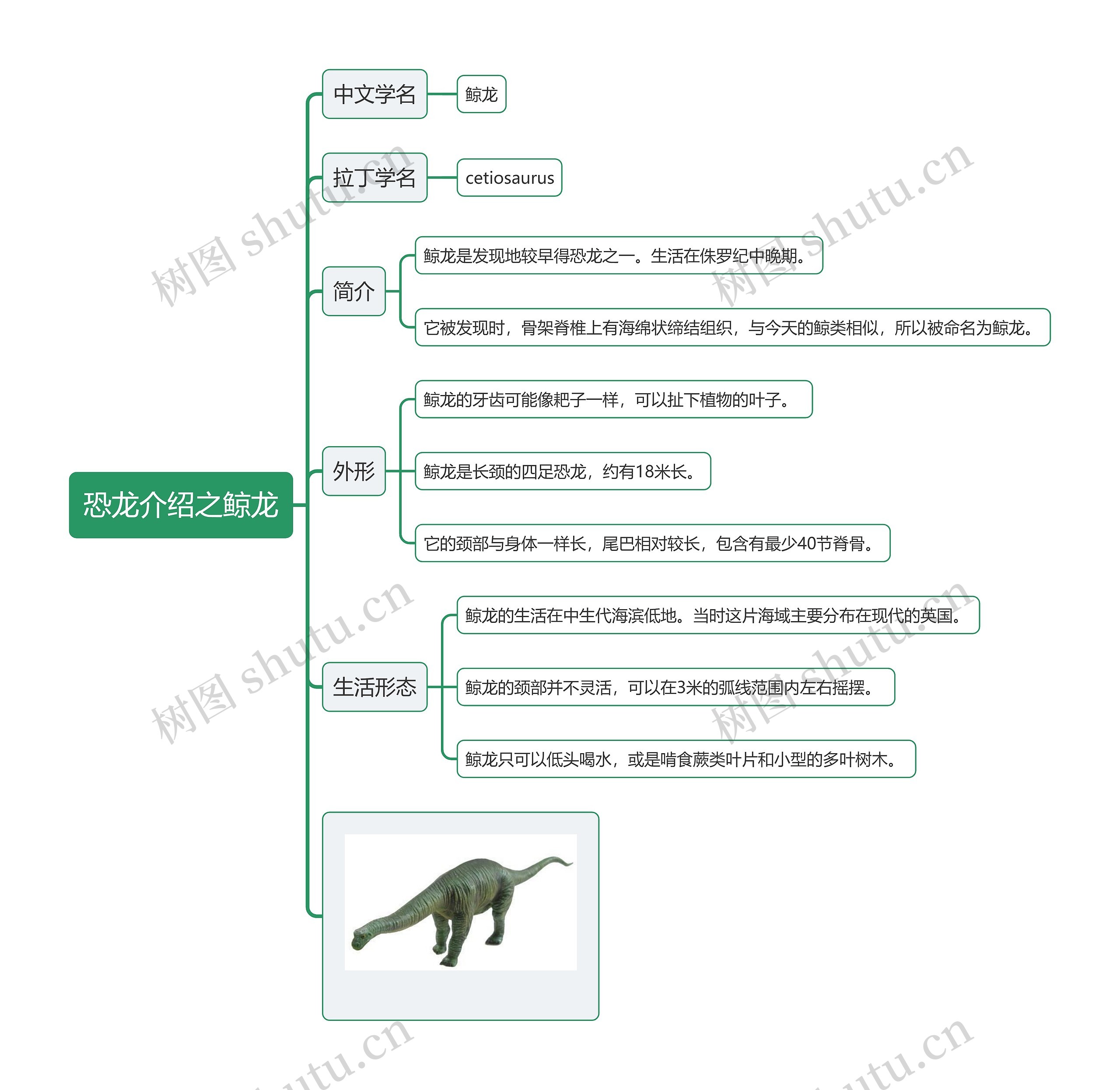 恐龙介绍之鲸龙思维导图