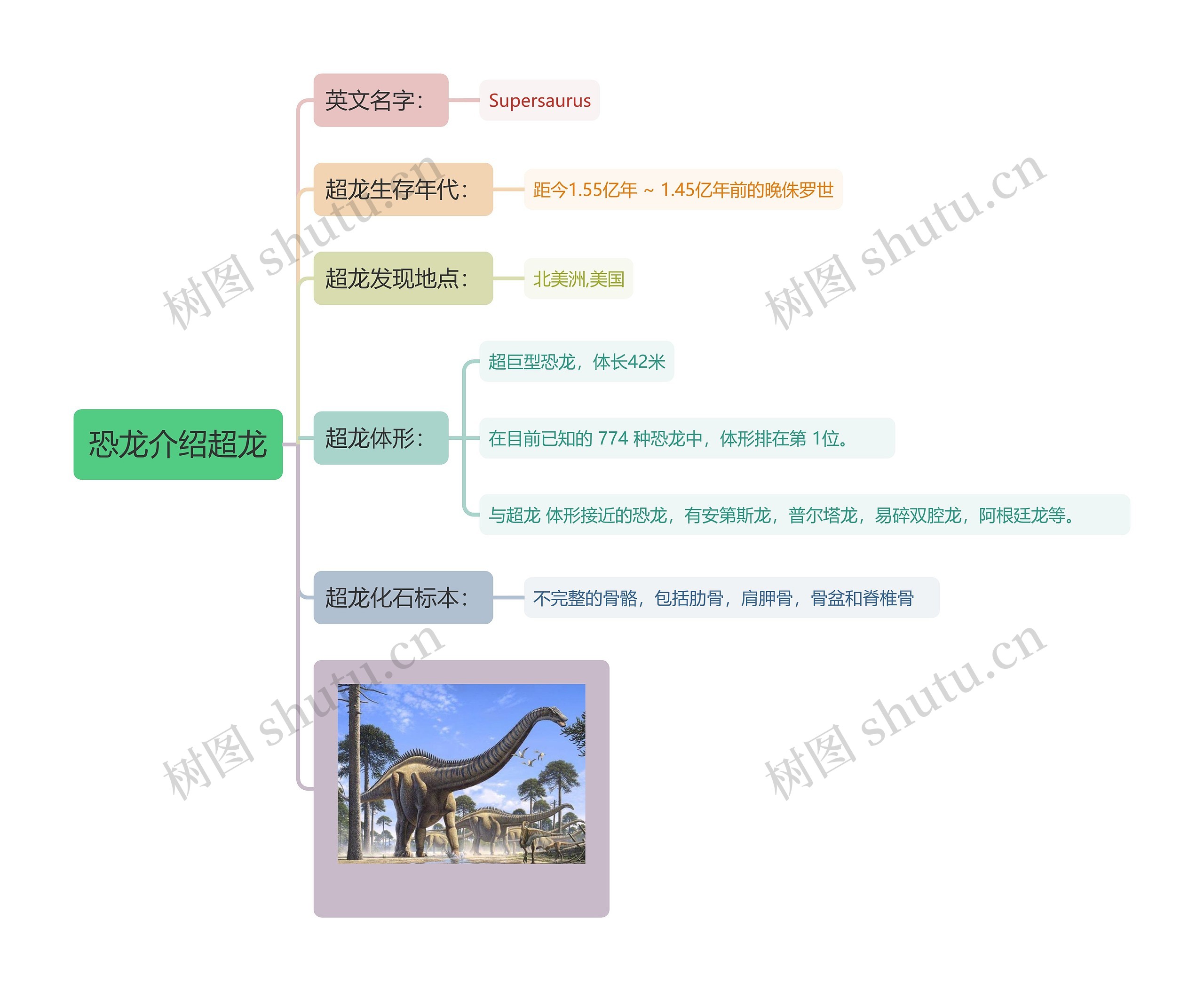 恐龙介绍超龙思维导图