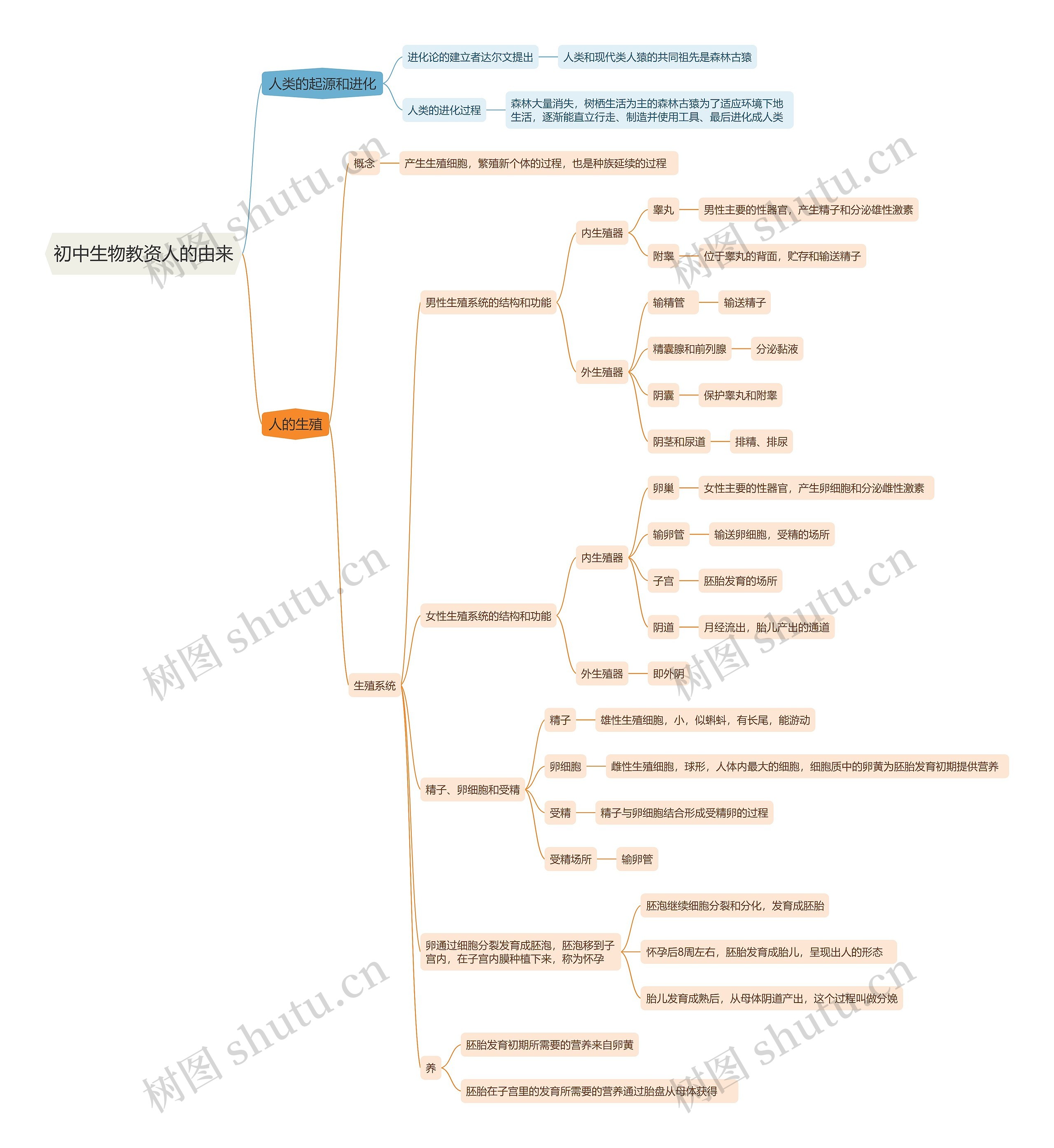初中生物教资人的由来思维导图