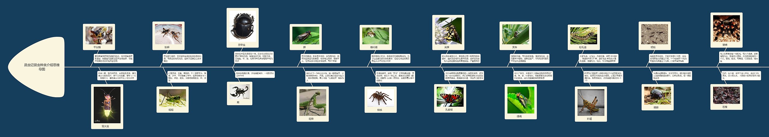昆虫记昆虫种类介绍思维导图