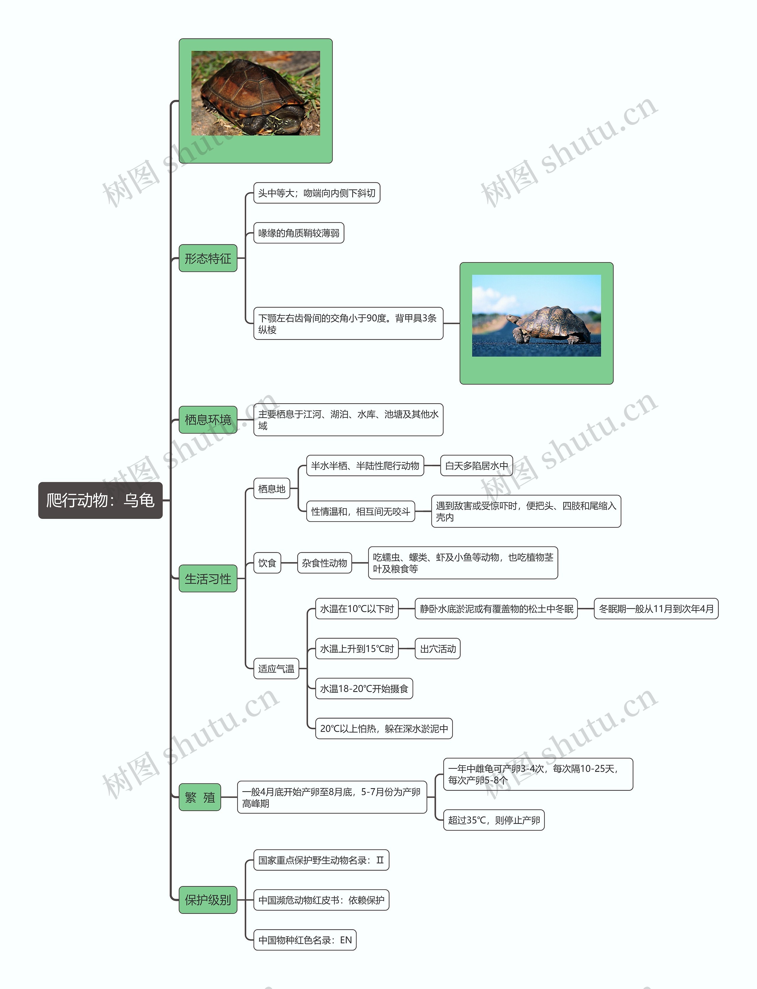 爬行动物：乌龟思维导图