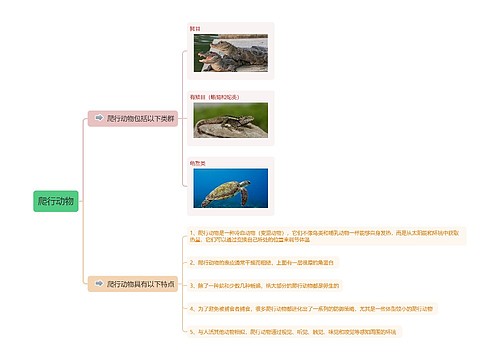 爬行动物思维导图