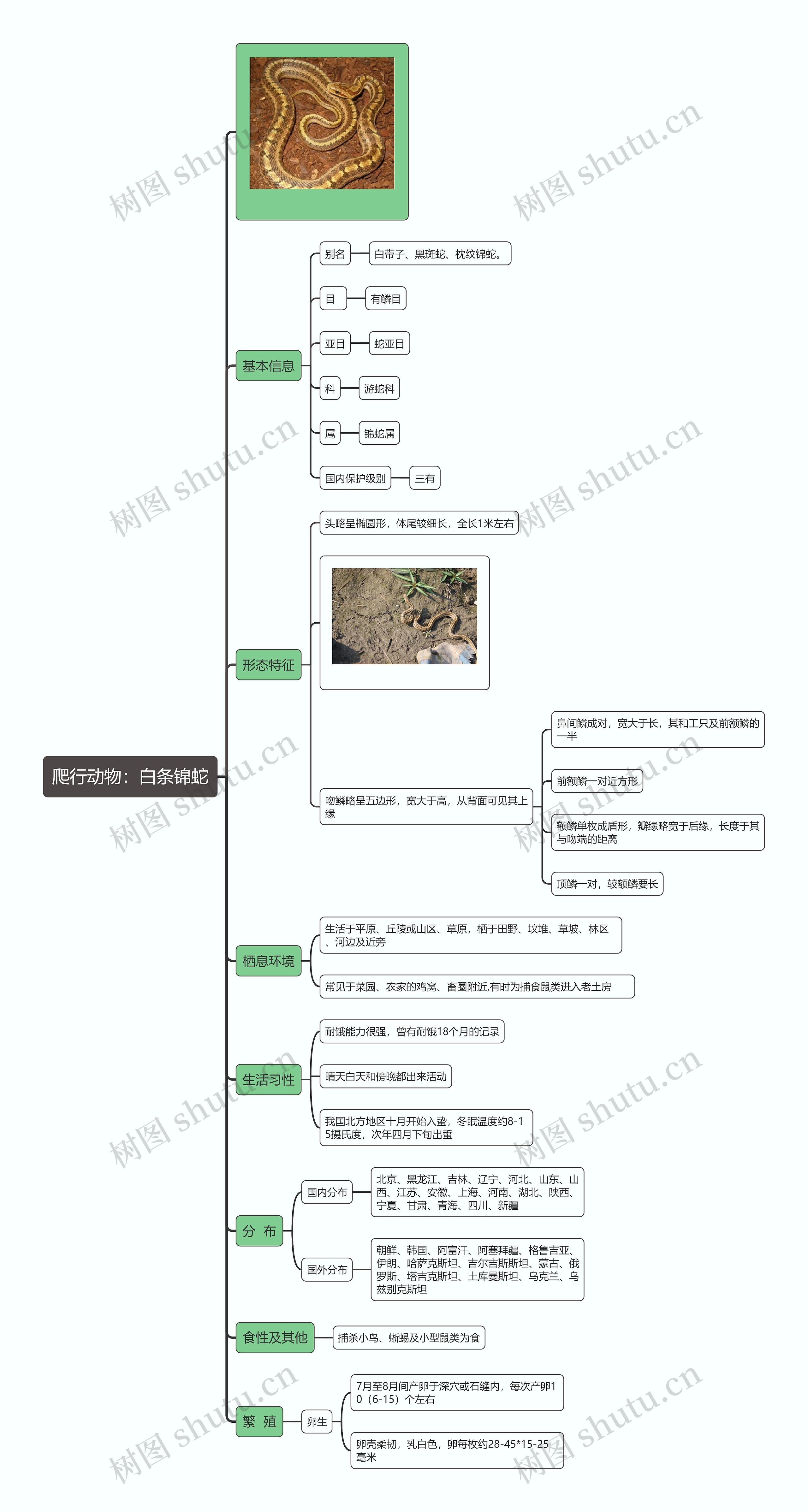 爬行动物：白条锦蛇思维导图