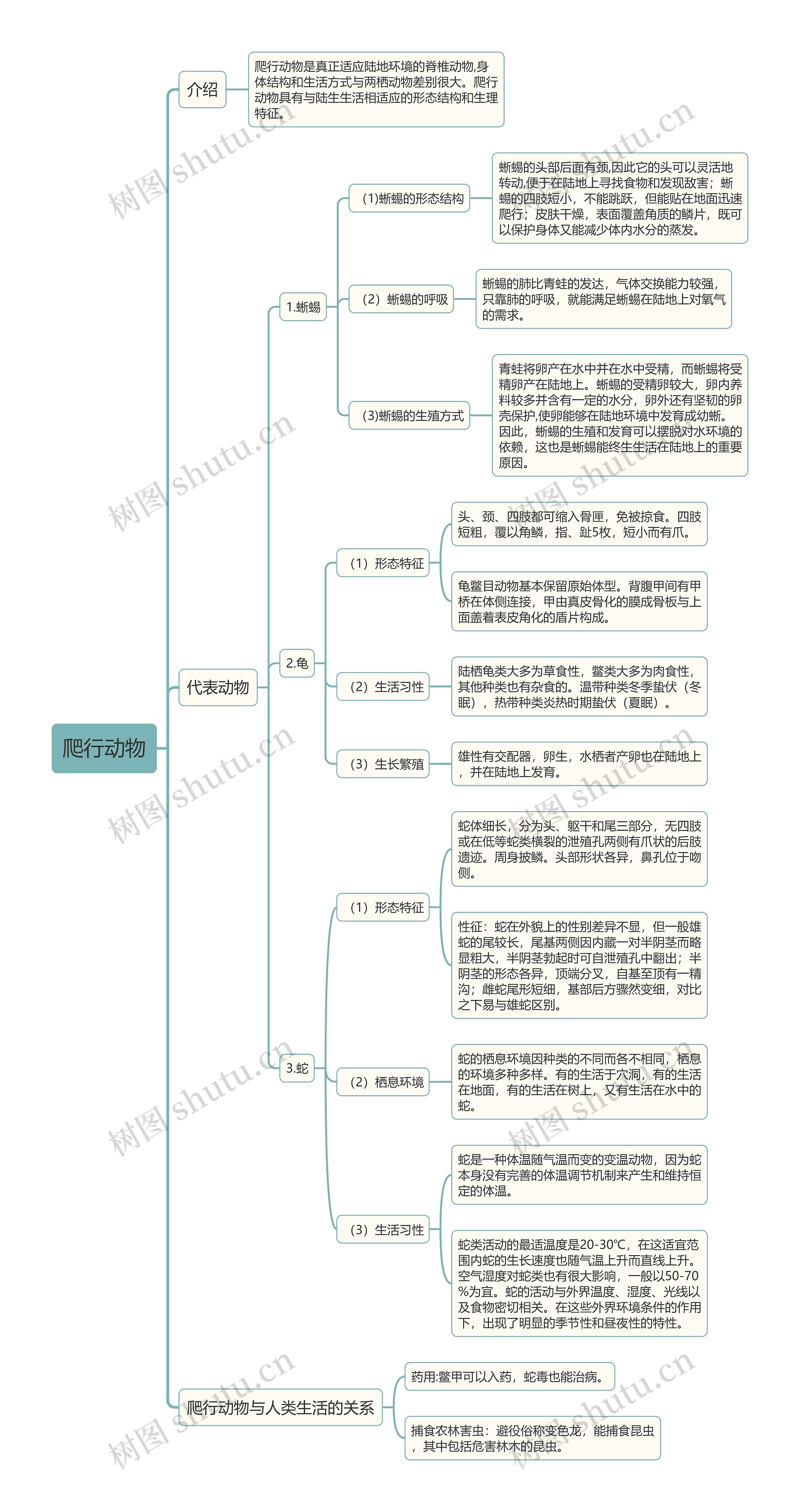 爬行动物介绍及代表动物的形态特征介绍思维导图