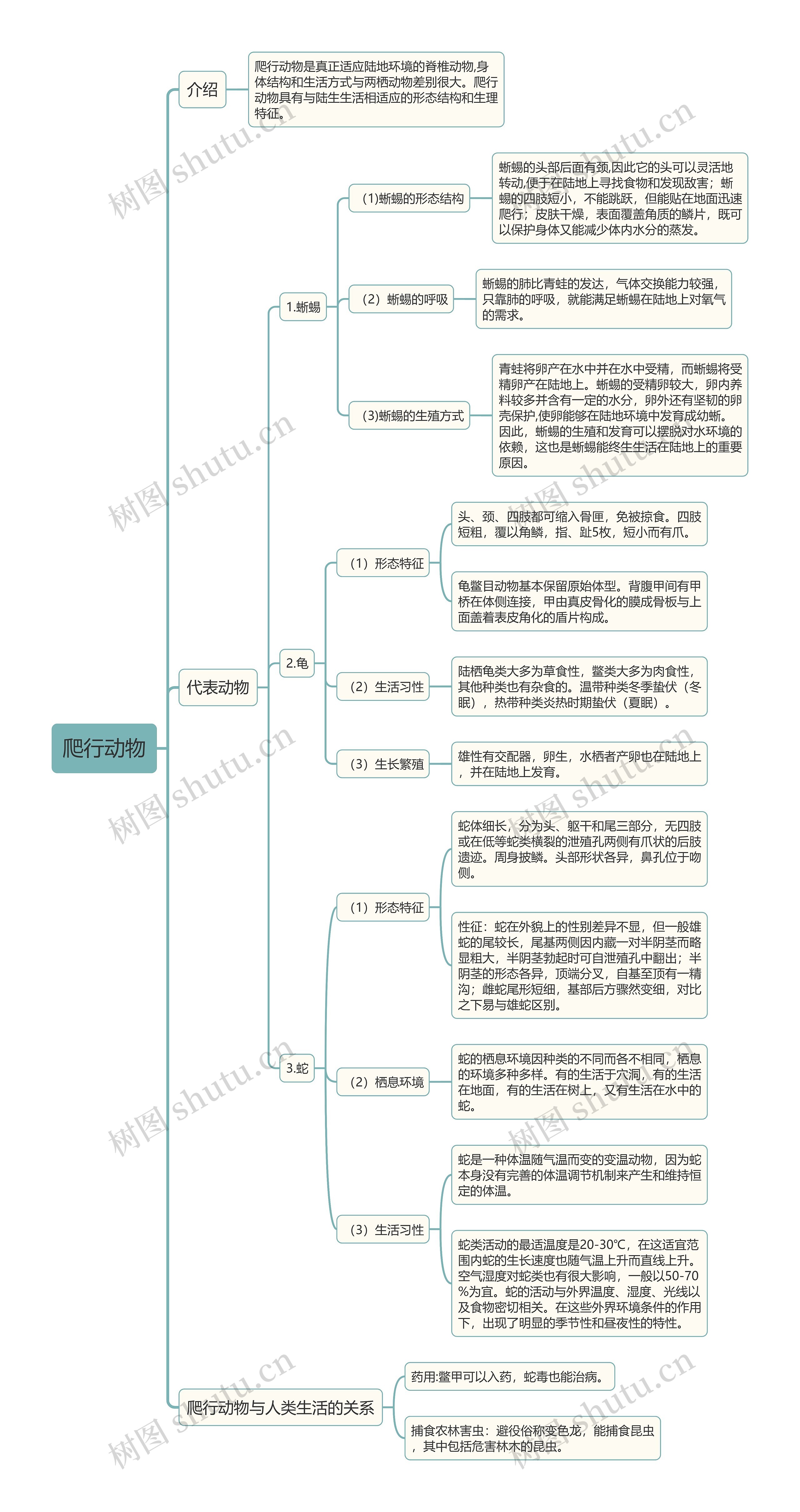 爬行动物介绍及代表动物的形态特征介绍思维导图高清图 爬行动物介绍及代表动物的形态特征介绍思维导图
