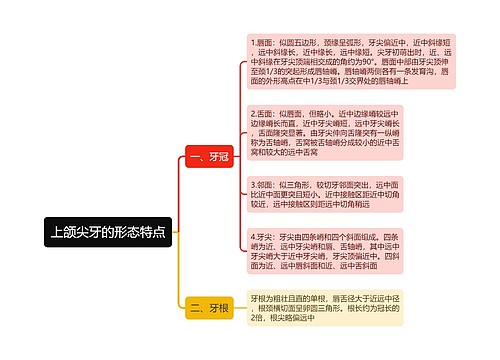 上颌尖牙的形态特点