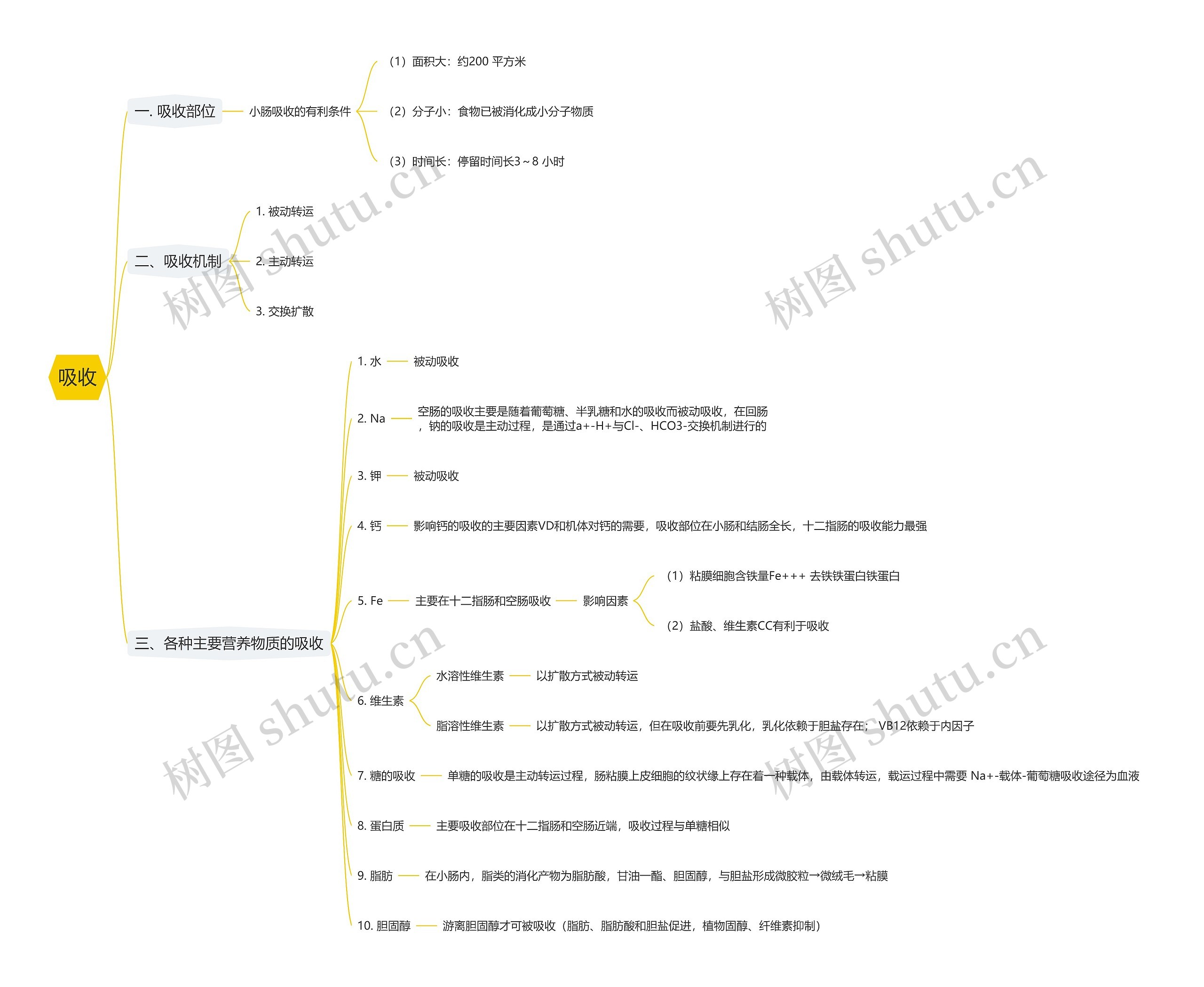 吸收思维导图