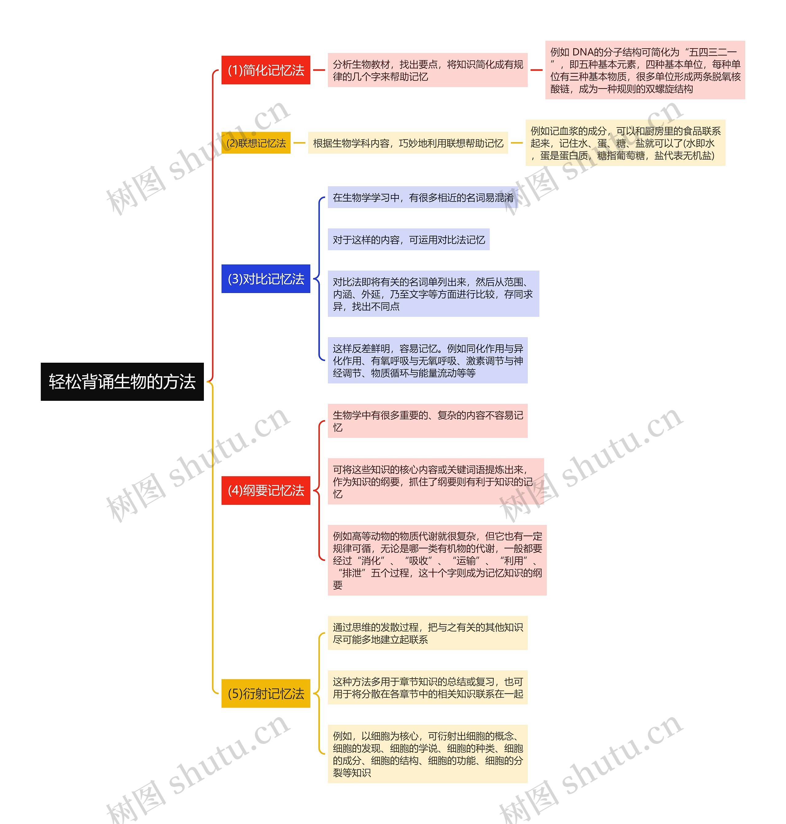 轻松背诵生物的方法思维导图