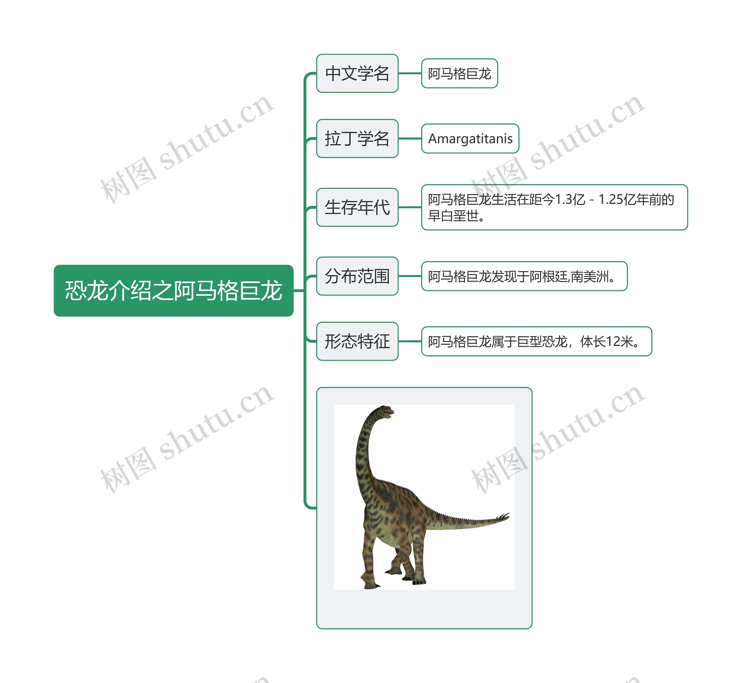 恐龙介绍之阿马格巨龙思维导图