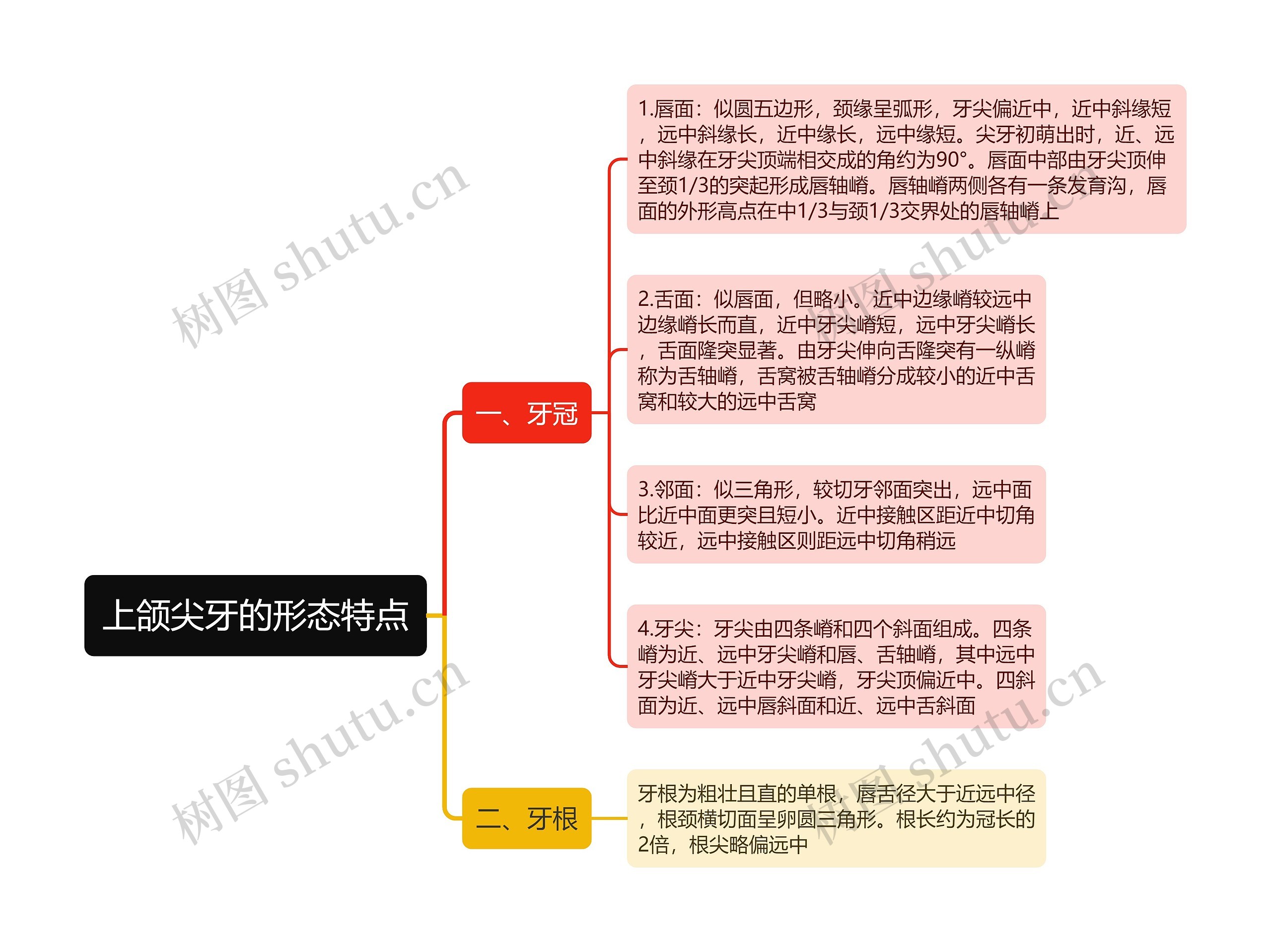 上颌尖牙的形态特点思维导图