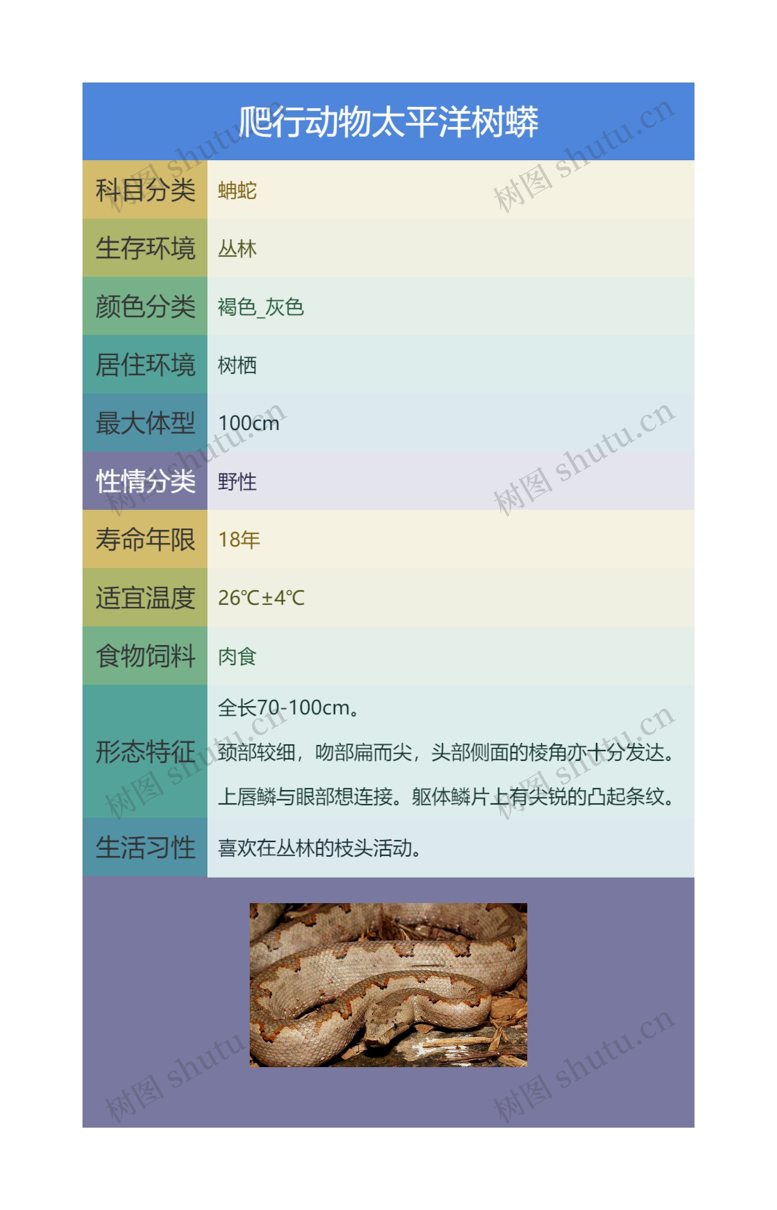 爬行动物太平洋树蟒思维导图