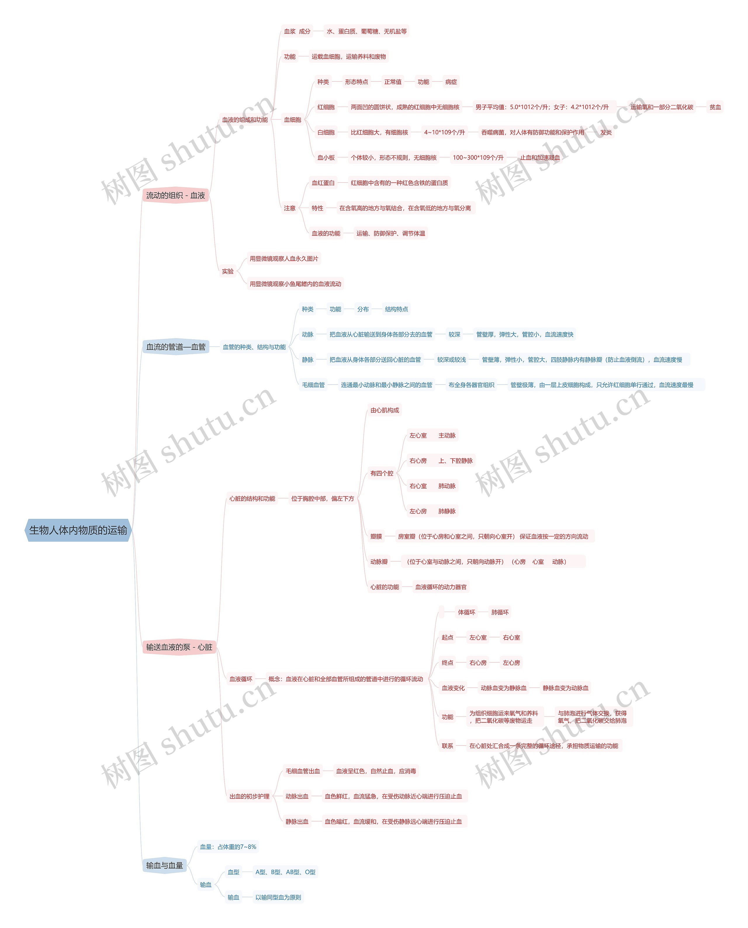 生物人体内物质的运输思维导图