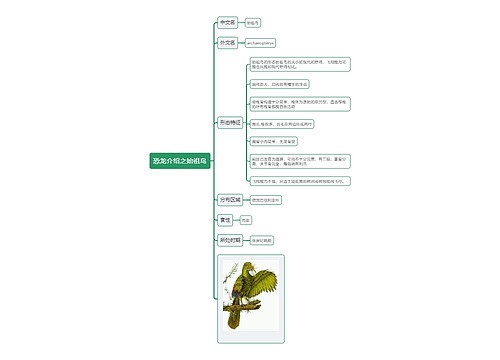 恐龙介绍之始祖鸟思维导图