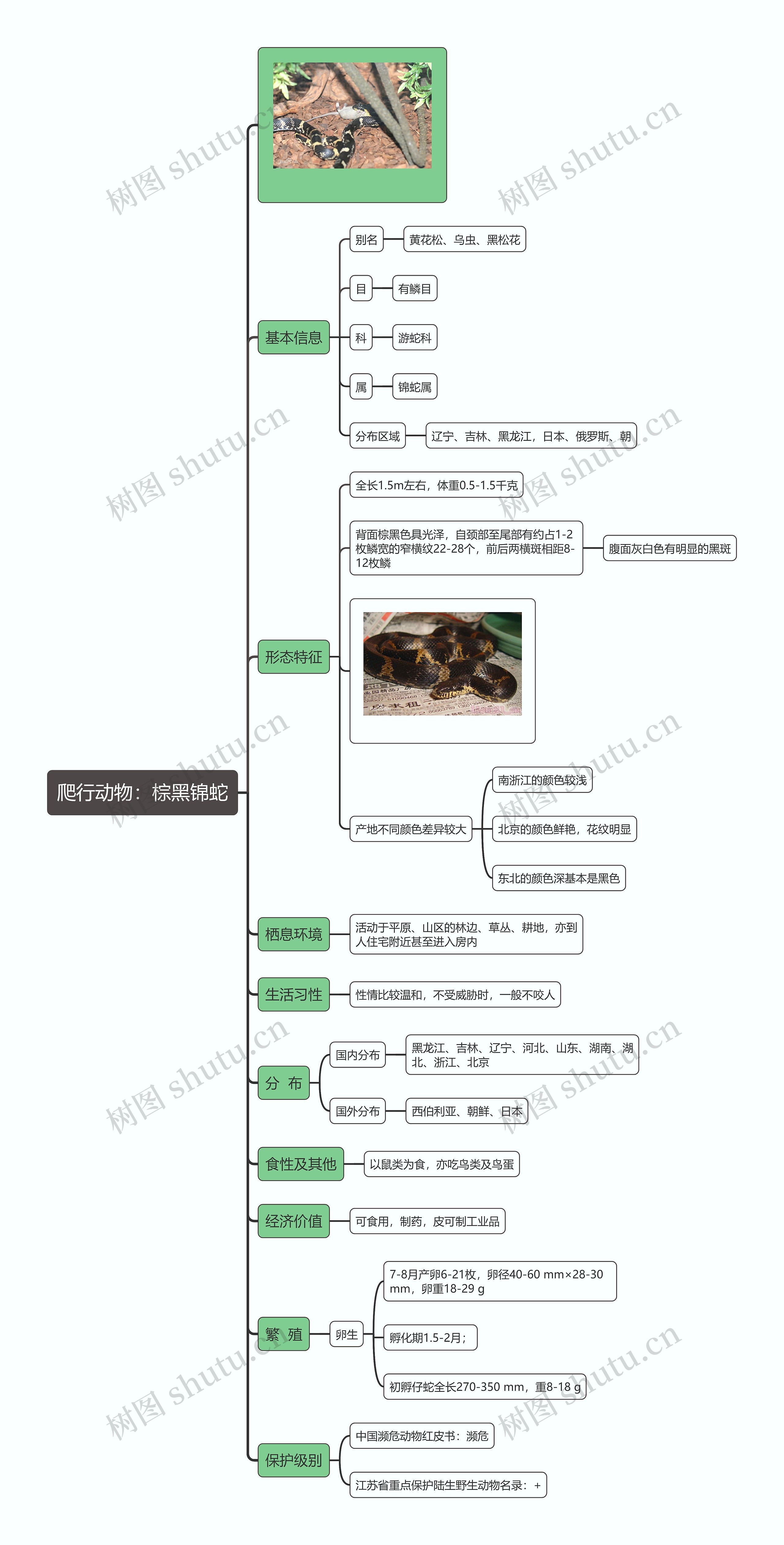 爬行动物：棕黑锦蛇思维导图